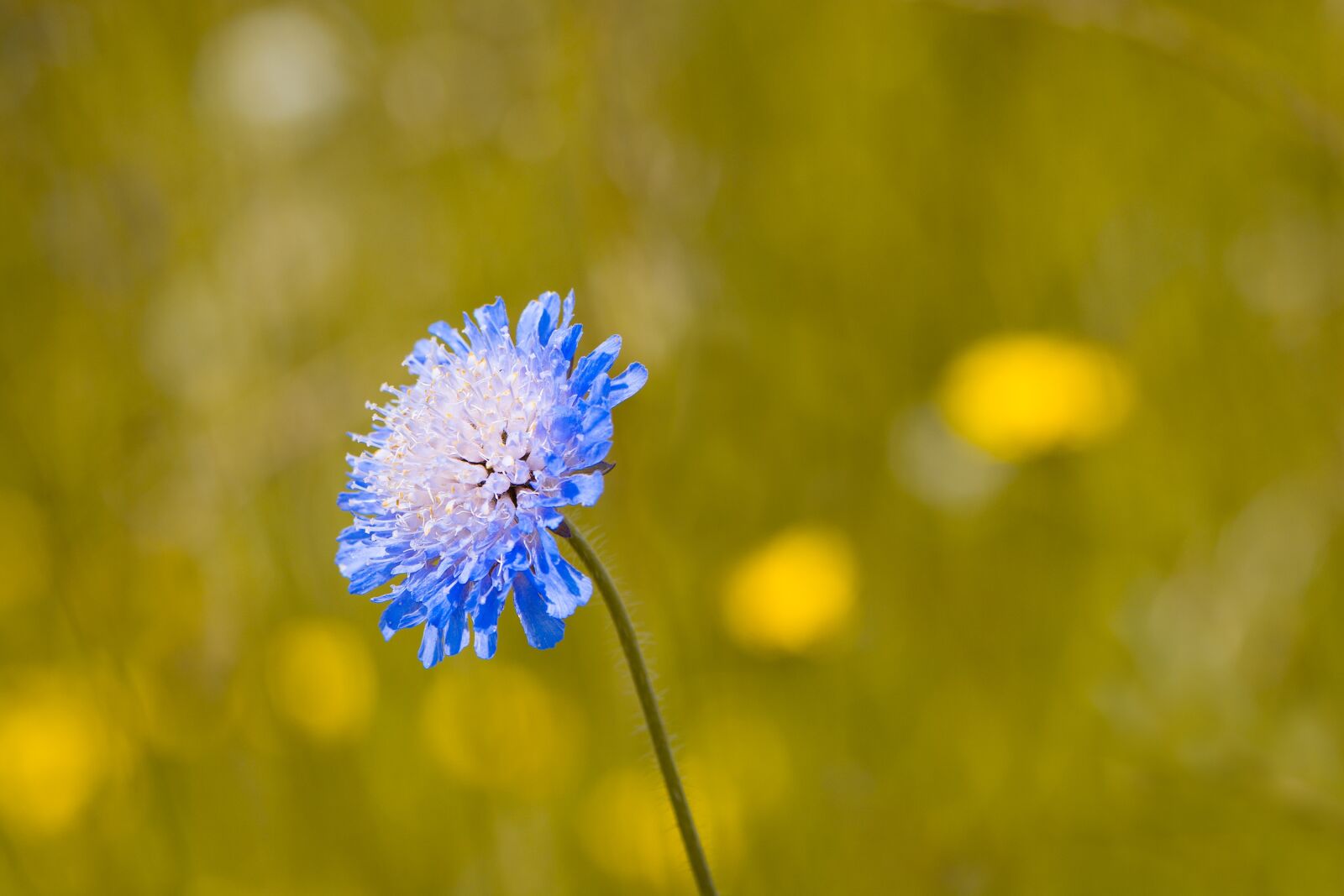 Nikon D7100 sample photo. Deaf-skabiose, scabiosa columbaria, caprifoliaceae photography