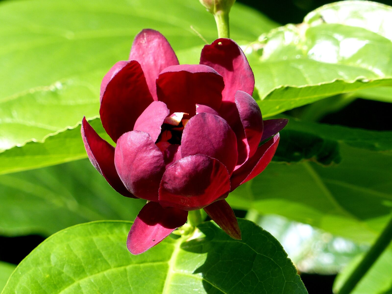 Panasonic Lumix DMC-FZ200 sample photo. Flower, red, summer photography
