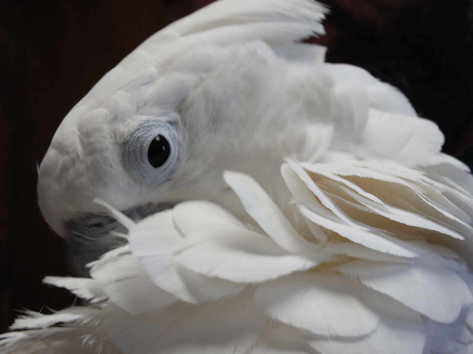 Samsung WB2200F sample photo. Australia, cockatoo, parrot, umbrella photography
