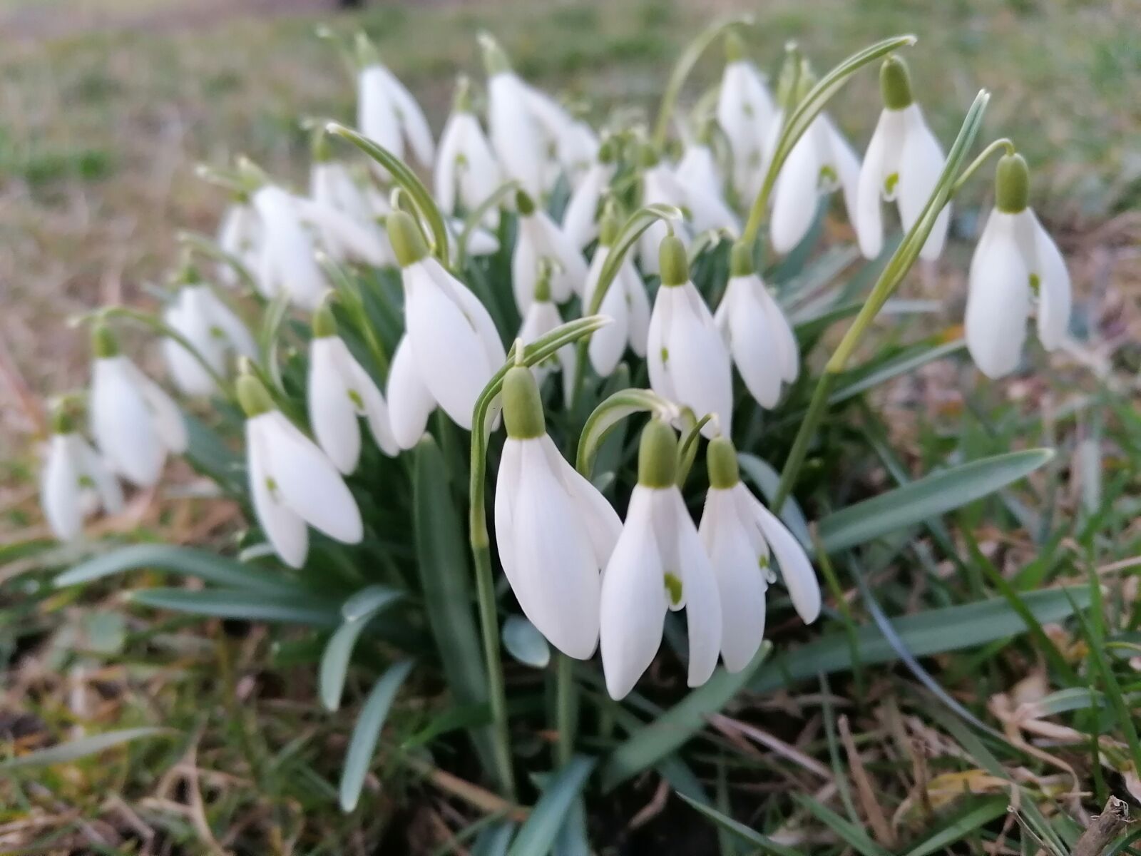 HUAWEI P30 LITE sample photo. Schneegl ckchen, blume, fr photography