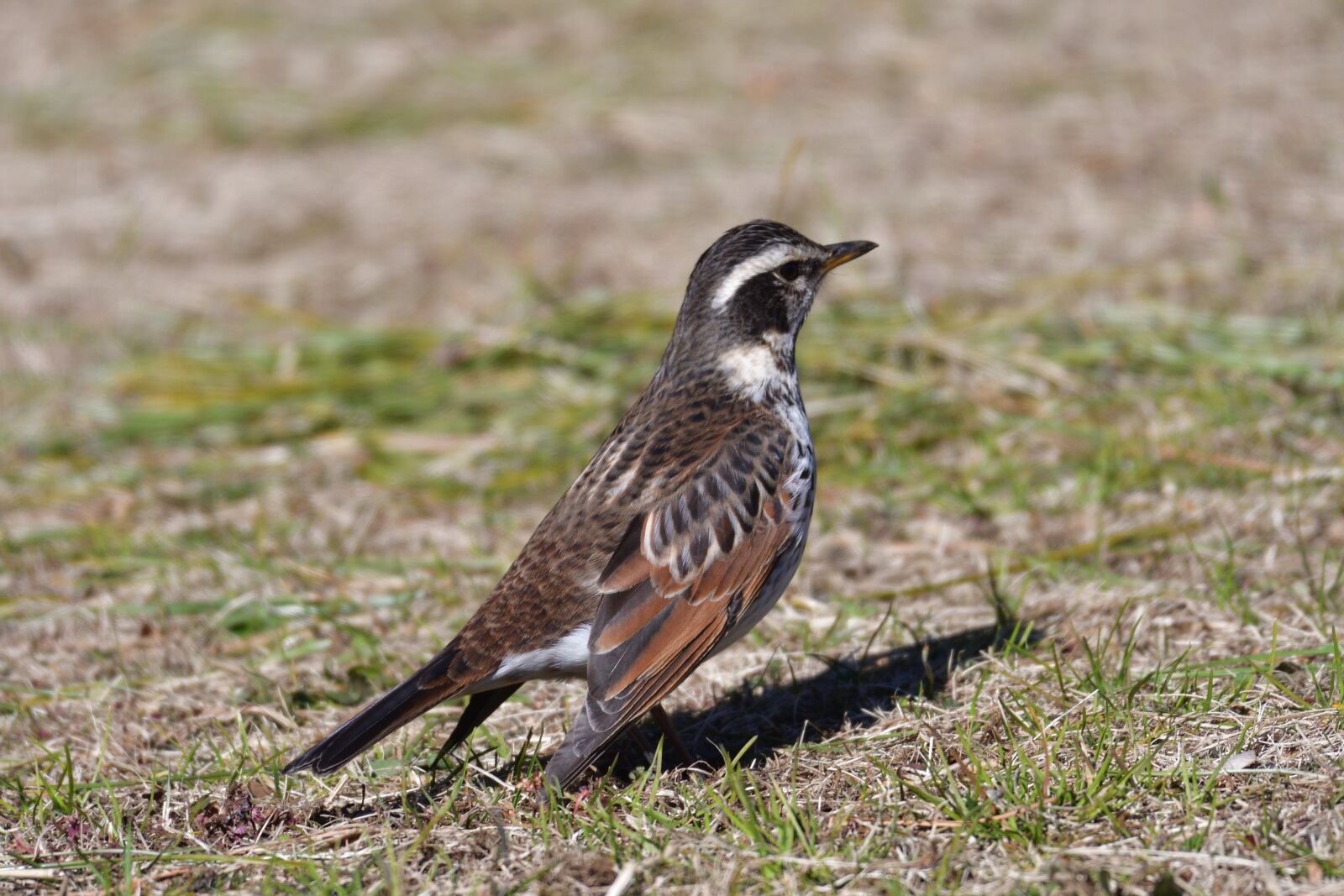 Nikon D500 sample photo. Bird, wild animals, natural photography