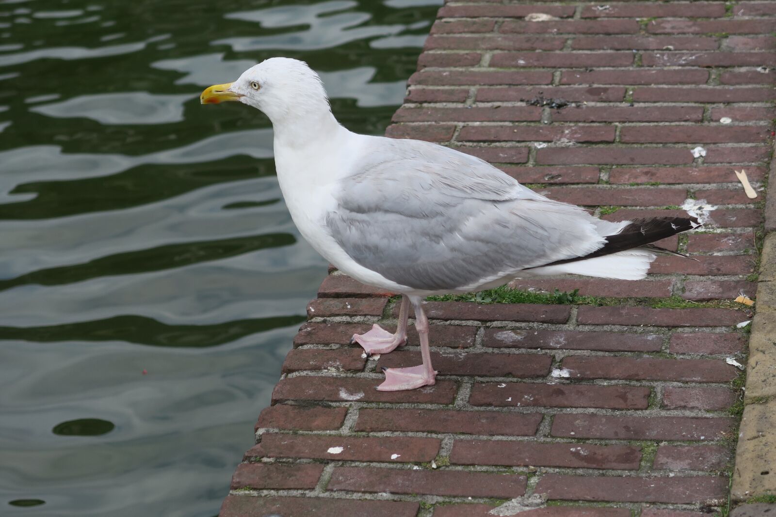 Canon PowerShot G7 X sample photo. Bird, water bird, gull photography