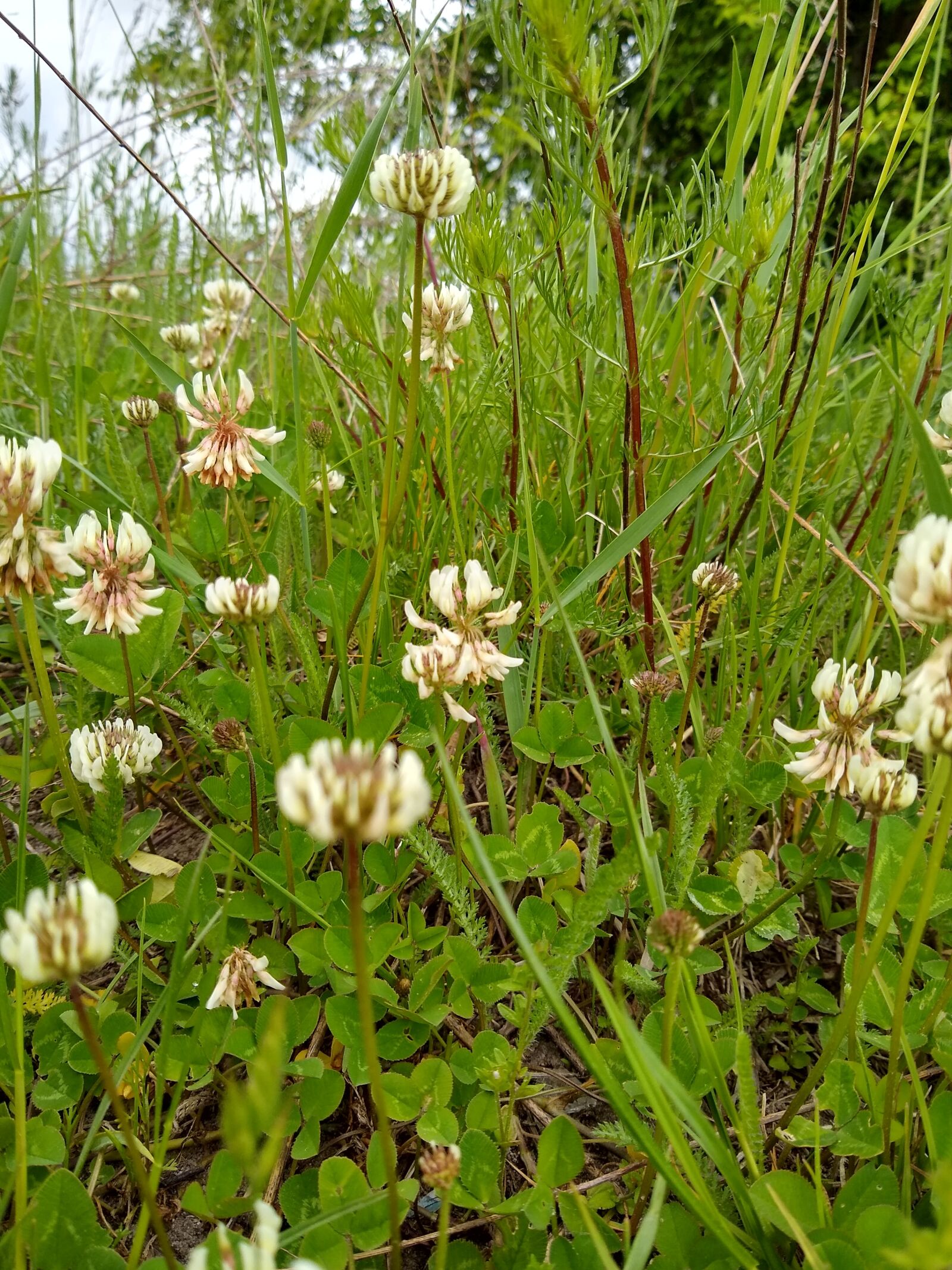 Motorola moto g(8) plus sample photo. Clover, park, meadow photography