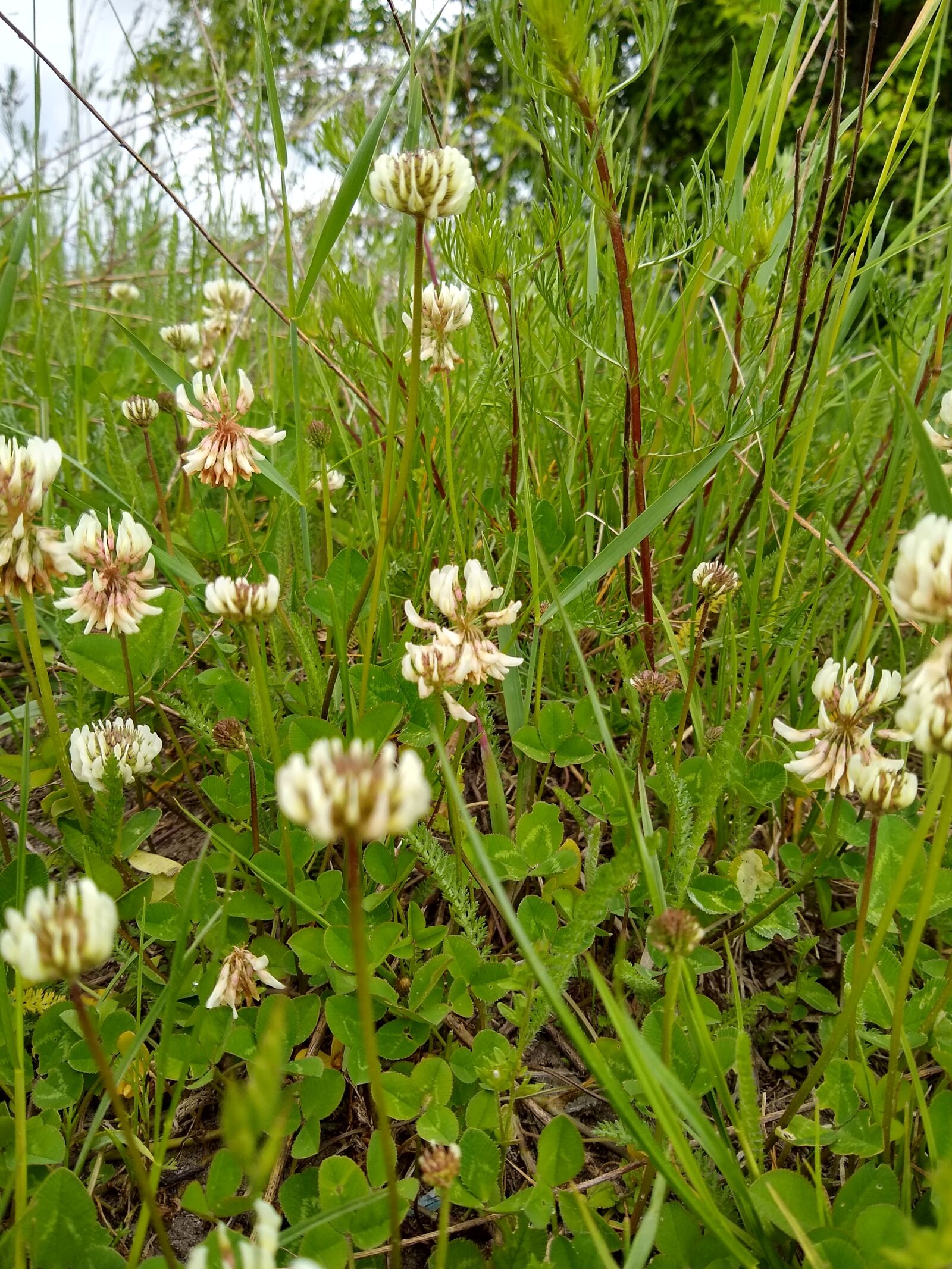 Motorola moto g(8) plus sample photo. Clover, park, meadow photography