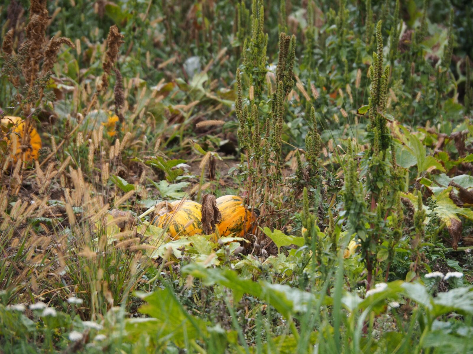 Olympus M.Zuiko Digital ED 14-150mm F4-5.6 II sample photo. Pumpkin, harvest, autumn photography