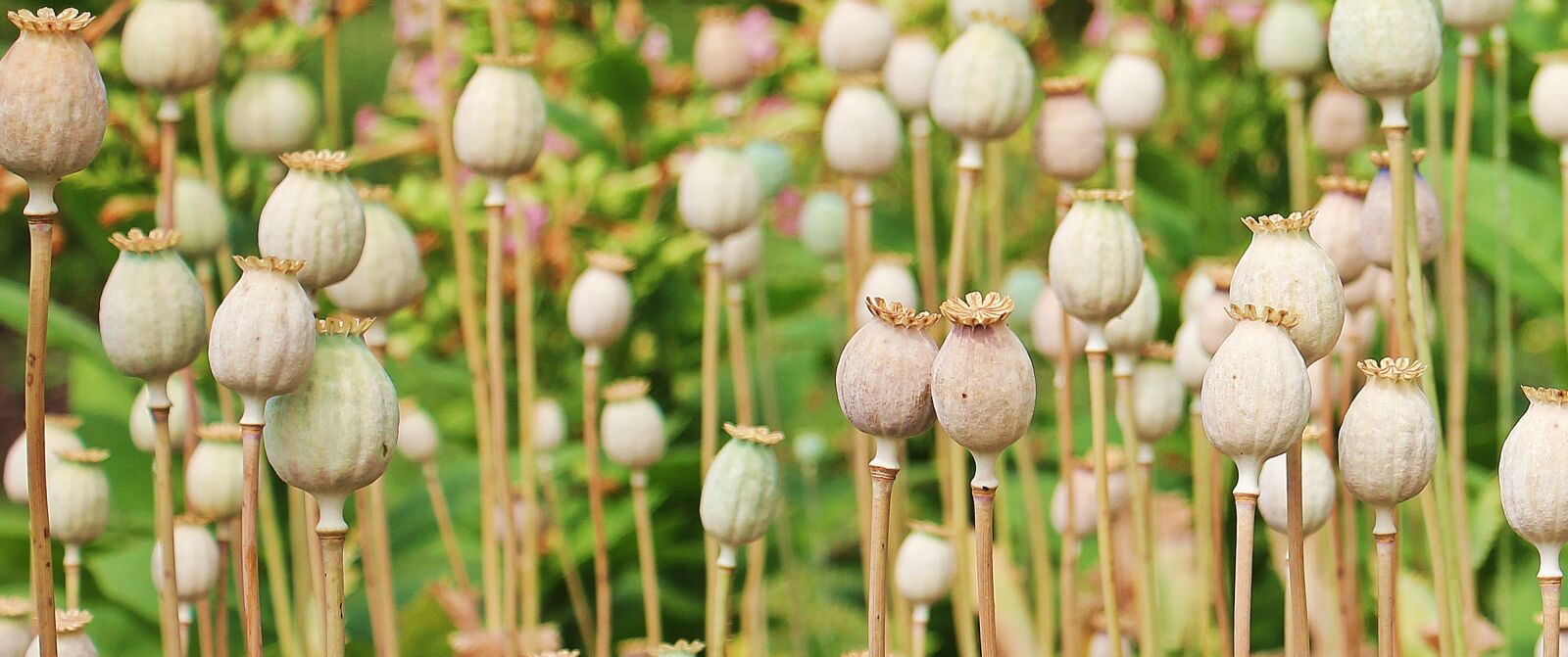 Canon EOS 550D (EOS Rebel T2i / EOS Kiss X4) sample photo. Poppy, poppy butt, plant photography