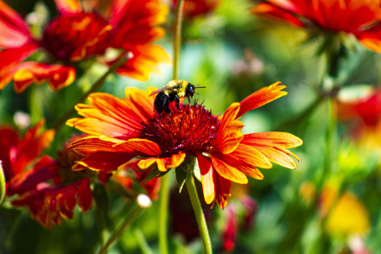 Canon EOS 1300D (EOS Rebel T6 / EOS Kiss X80) sample photo. Bee, flower, sun photography