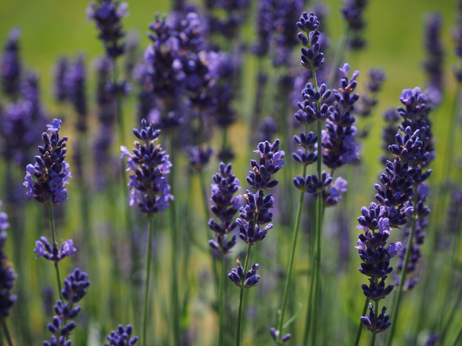 Olympus OM-D E-M1 + Olympus M.Zuiko Digital ED 12-40mm F2.8 Pro sample photo. Lavender, flowers, flower photography