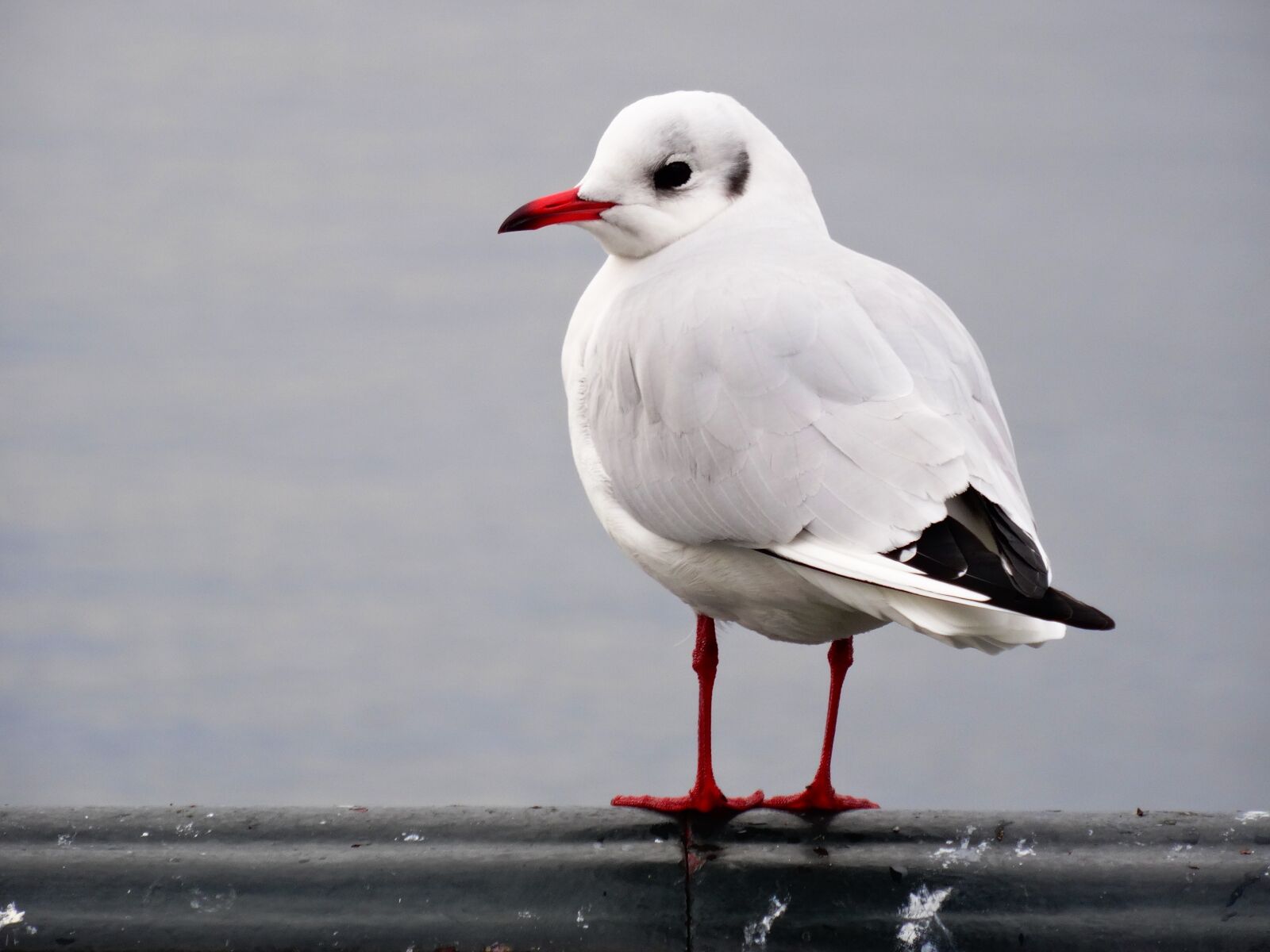 Sony Cyber-shot DSC-HX50V sample photo. Seagull, bird, portrait photography