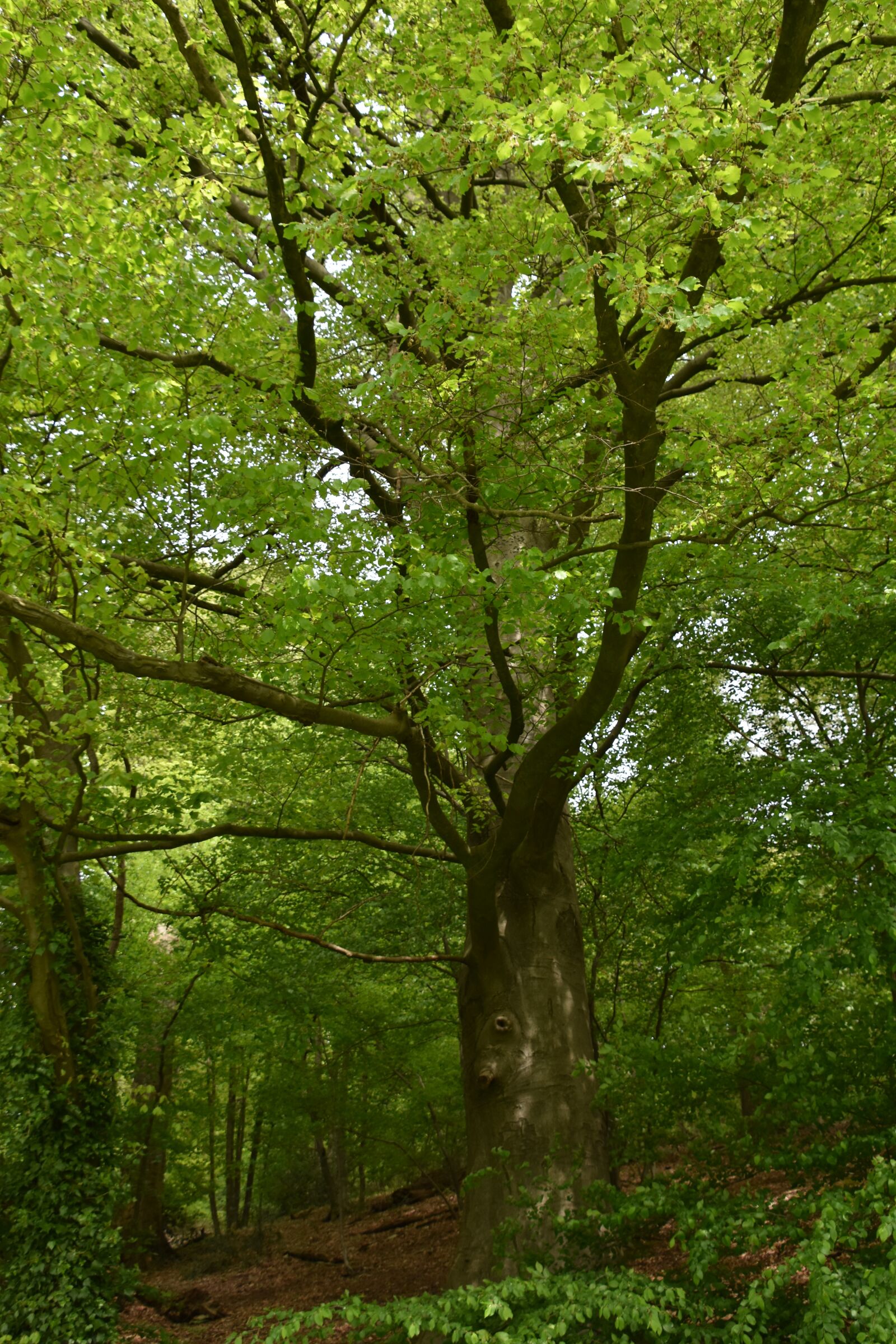 Nikon D5600 sample photo. Nature, wood, tree photography