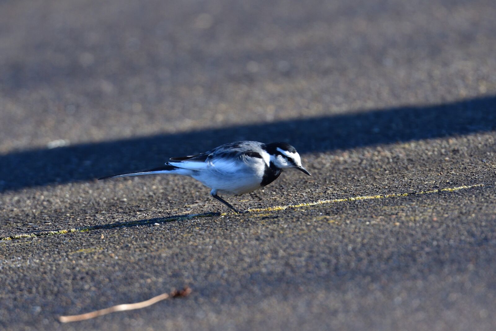 Nikon D500 sample photo. Natural, bird, outdoors photography