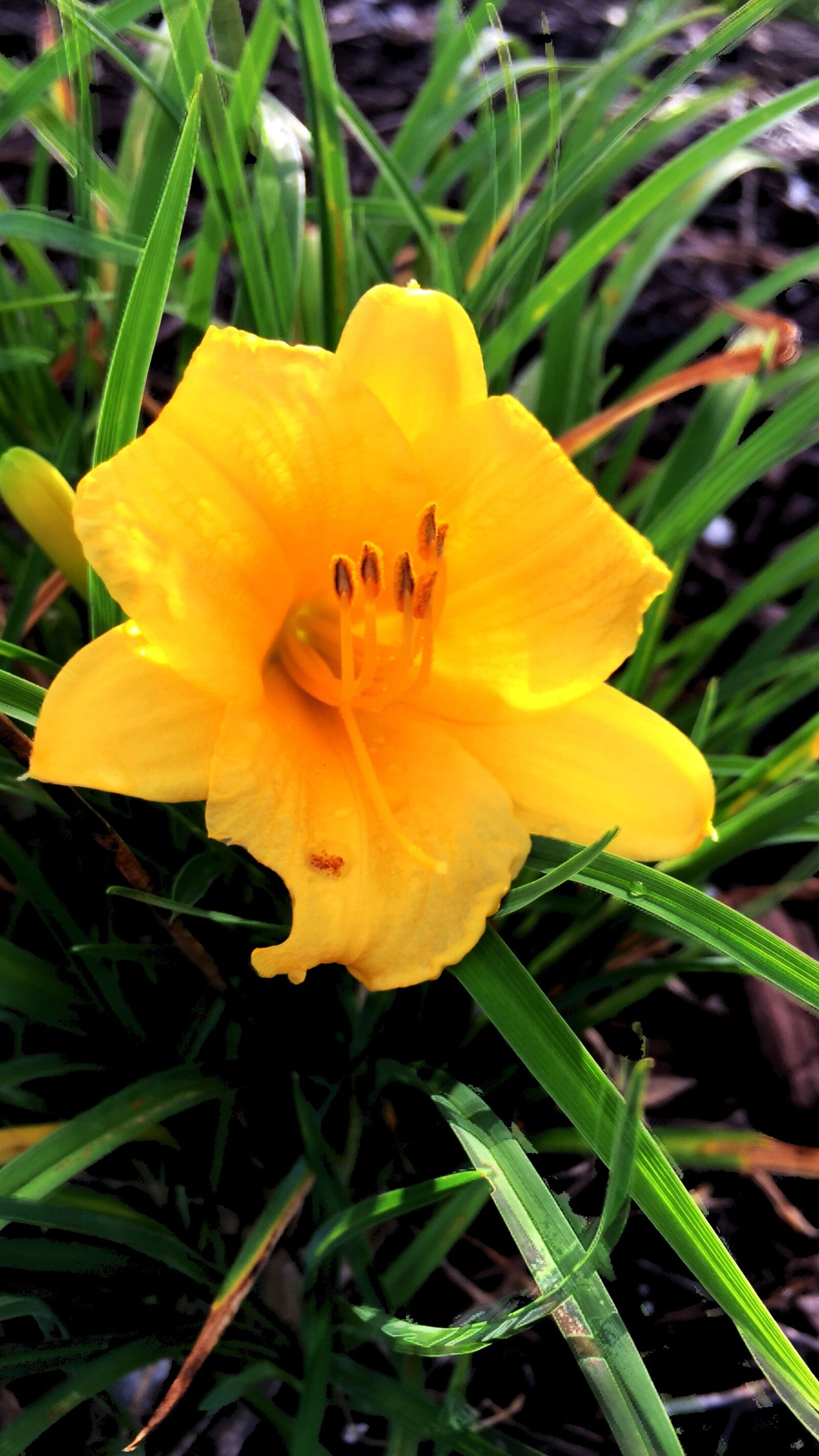 Apple iPhone 6 sample photo. Yellow, flower, botany photography
