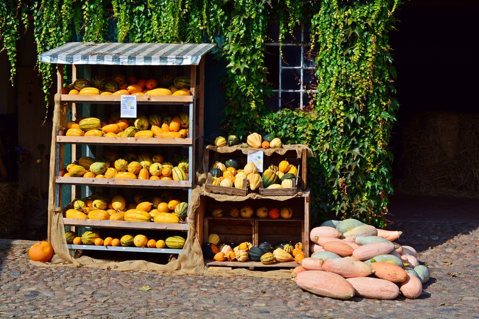 Nikon D5200 sample photo. Pumpkin, harvest time, sale photography