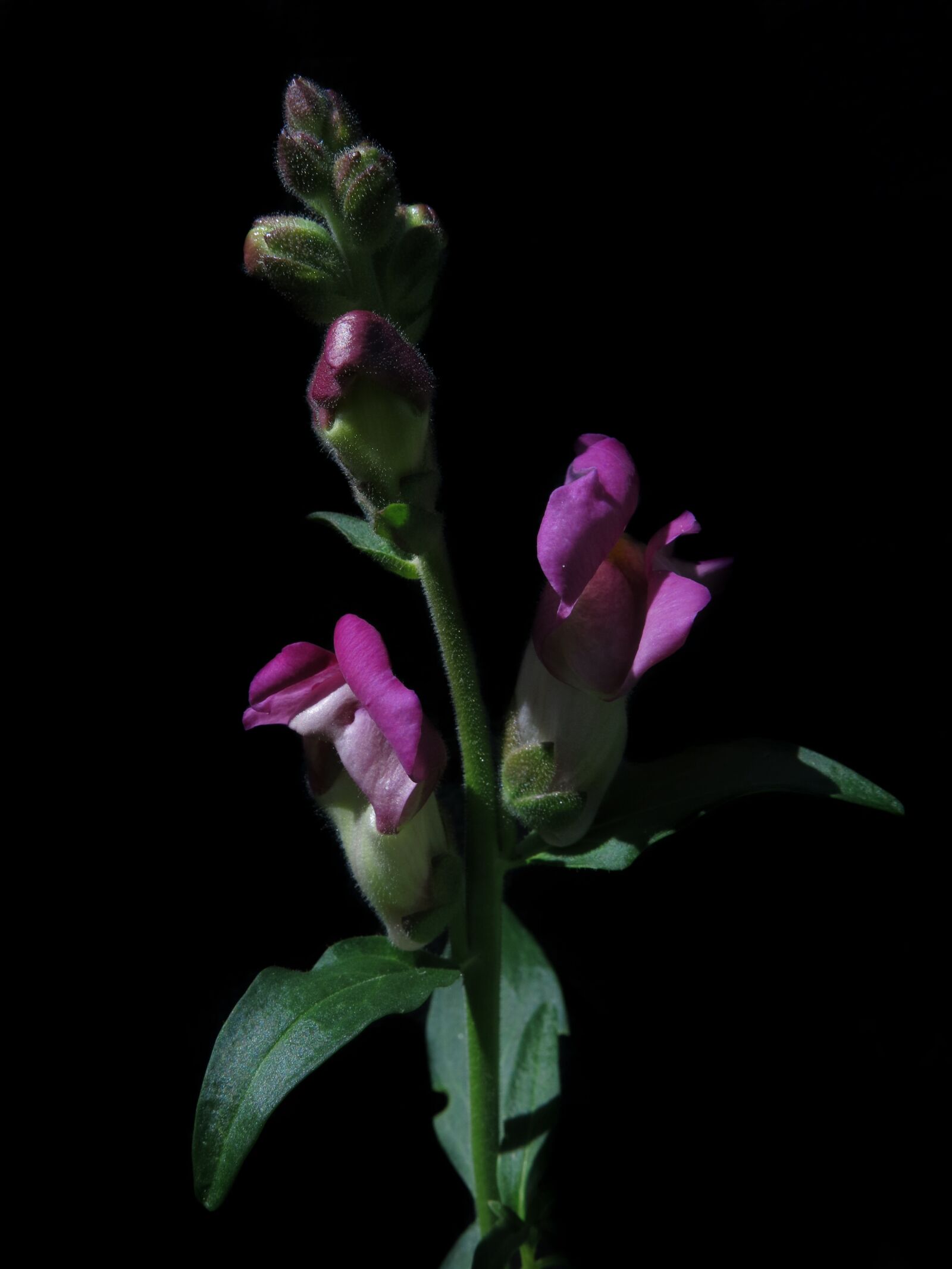 Canon PowerShot G15 sample photo. Antirrhinum majus, garden snapdragon photography