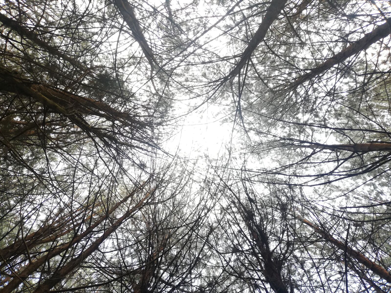 HUAWEI P20 lite sample photo. Forest, countryside, landscape photography