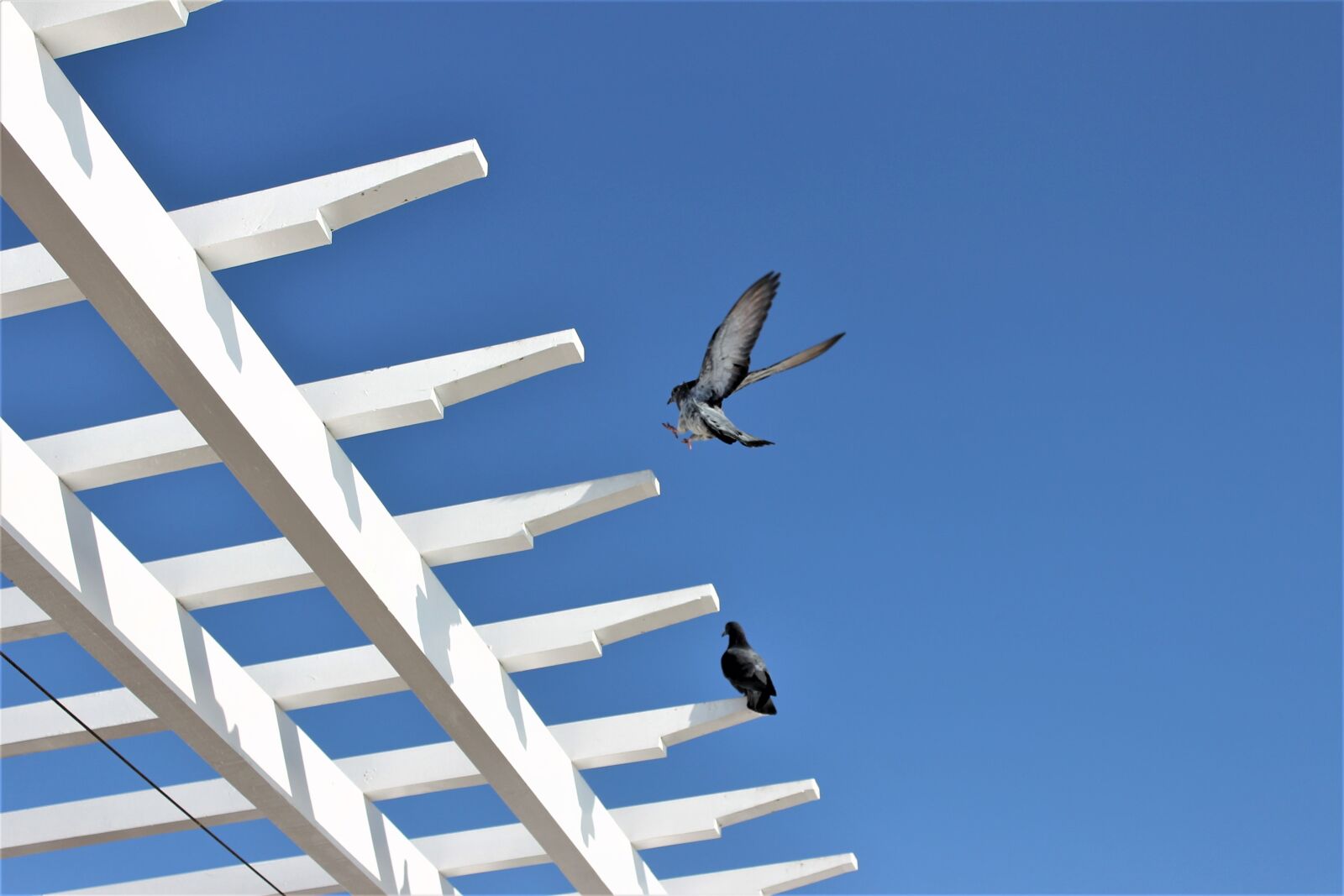 Canon EOS 1100D (EOS Rebel T3 / EOS Kiss X50) sample photo. Bird, pigeon, flight photography