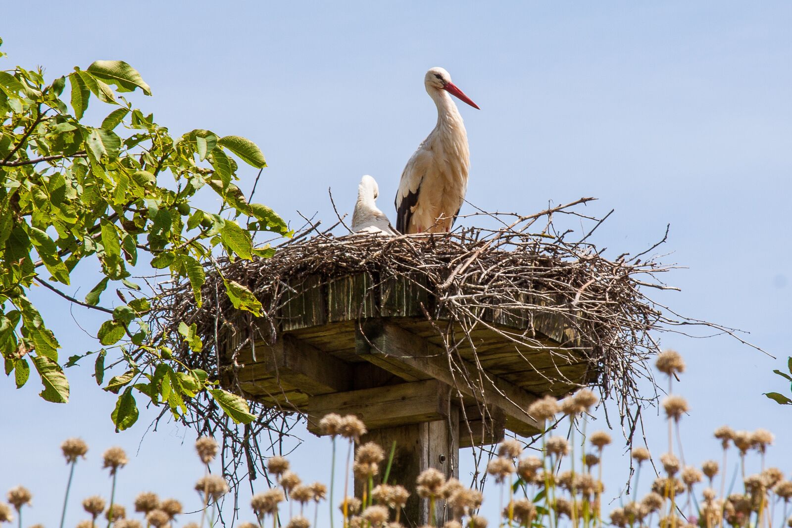 Canon EOS 50D + Canon EF 24-105mm F4L IS USM sample photo. Stork, nest, storchennest photography
