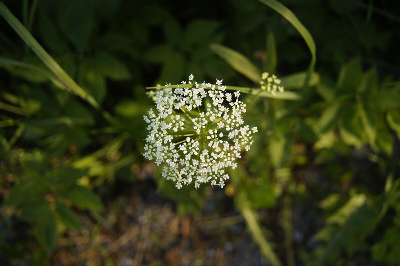 Sony SLT-A35 sample photo. Flower, plant, summer photography