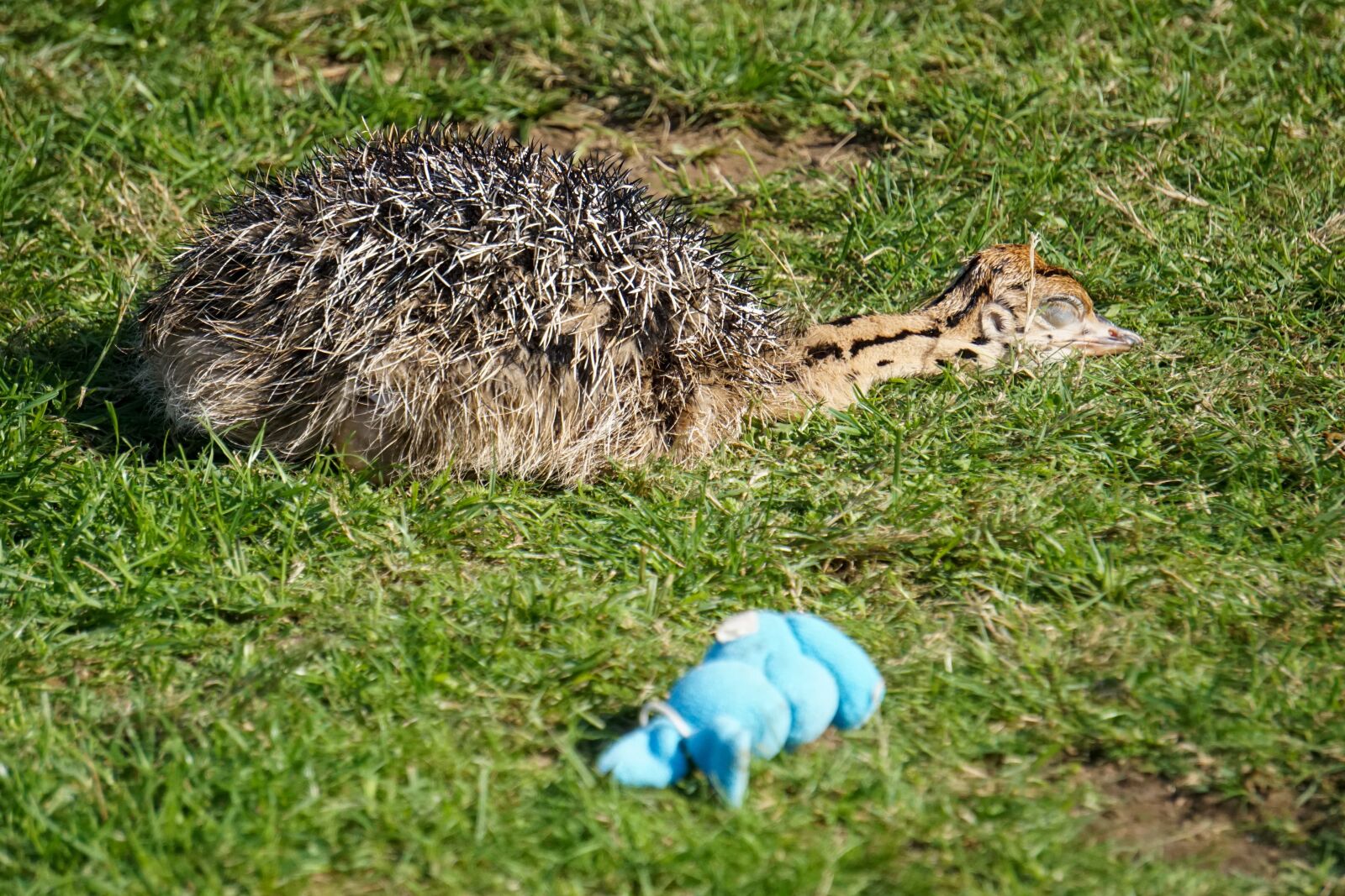 Sony a5100 + Sony E 55-210mm F4.5-6.3 OSS sample photo. Bouquet, ostrich farm, ostrich photography