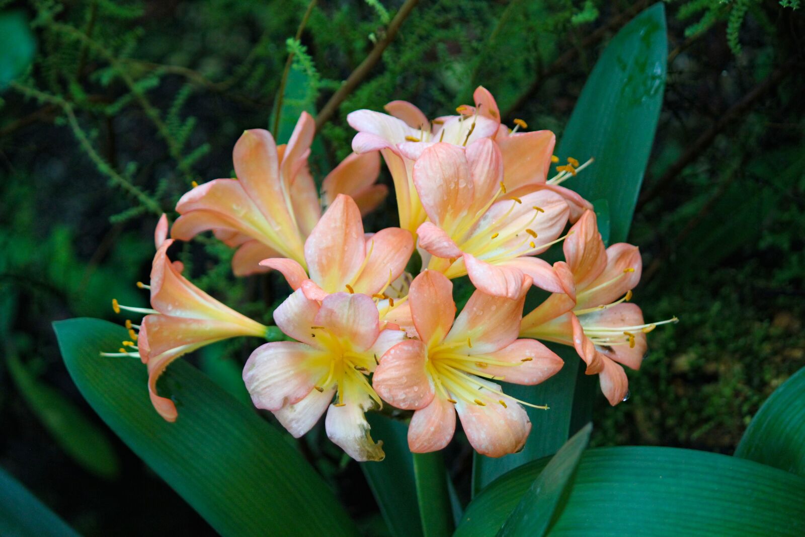 Canon EOS 550D (EOS Rebel T2i / EOS Kiss X4) sample photo. Hv zdn k, amaryllis photography
