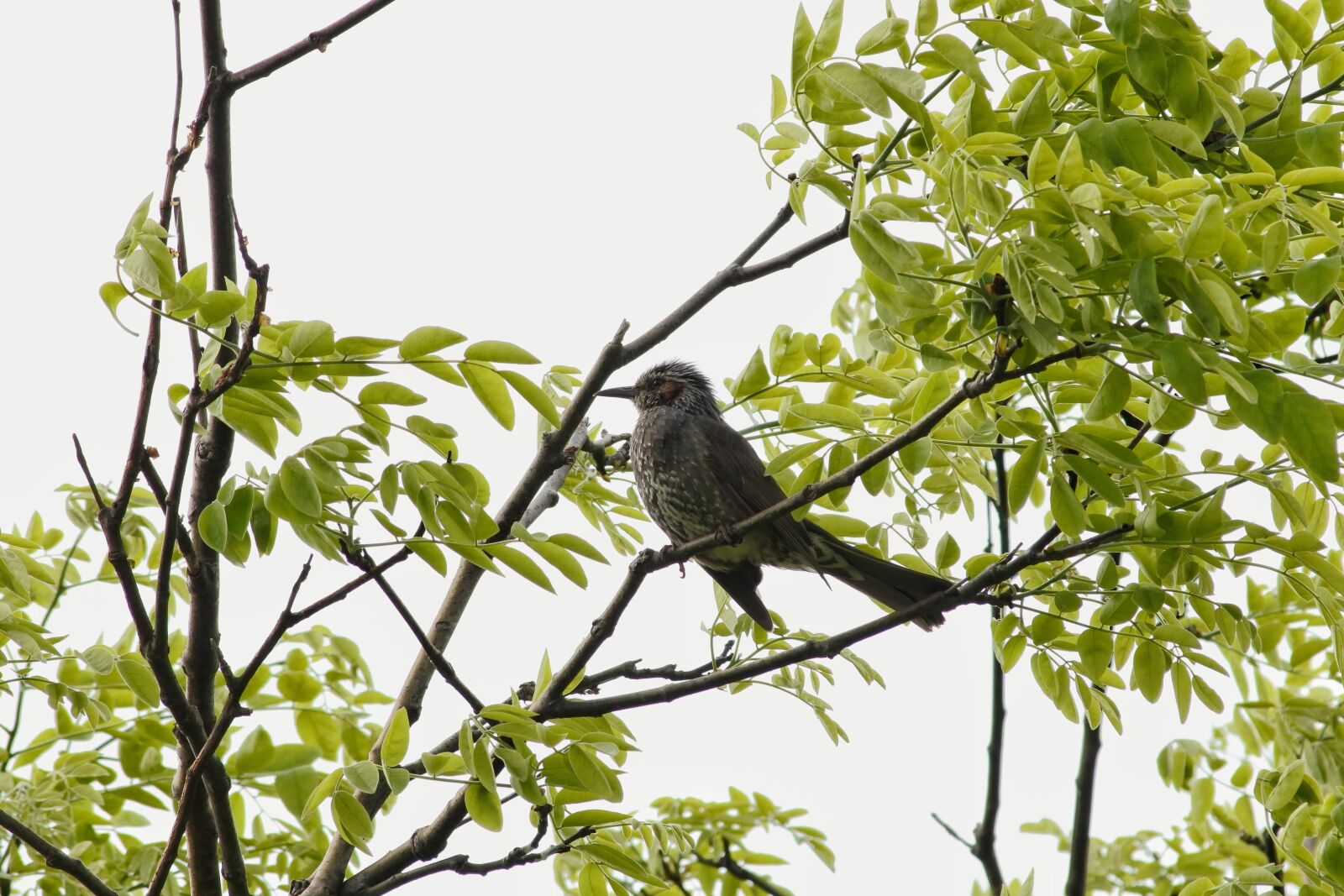 Nikon 1 J5 + VR 55-200mm f/4-5.6G sample photo. Animal, woods, plant photography