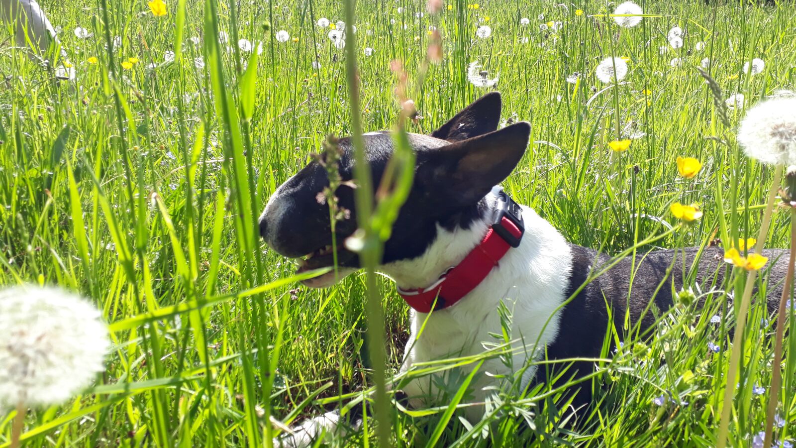Samsung Galaxy A3(2017) sample photo. Summer meadow, dog, summer photography