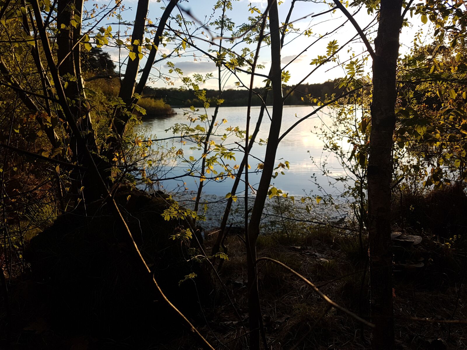 Samsung Galaxy S7 Edge sample photo. Oisterwijk, ven, forest photography