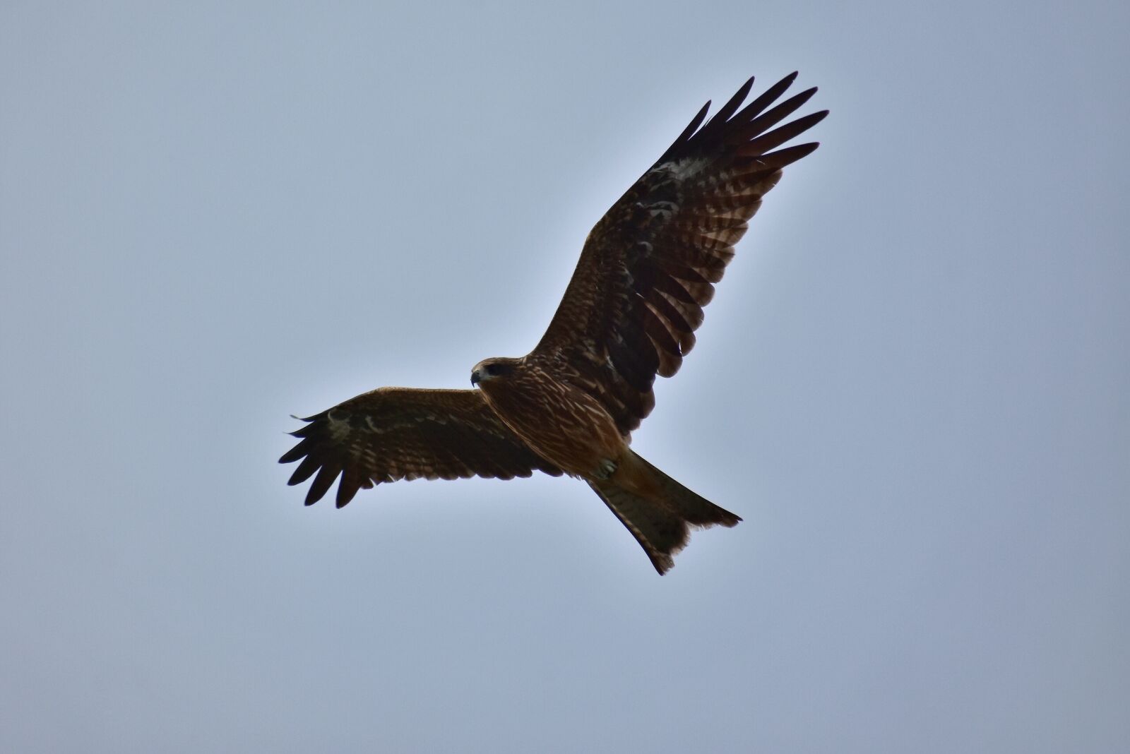 Nikon D7200 sample photo. Animal, sky, bird photography