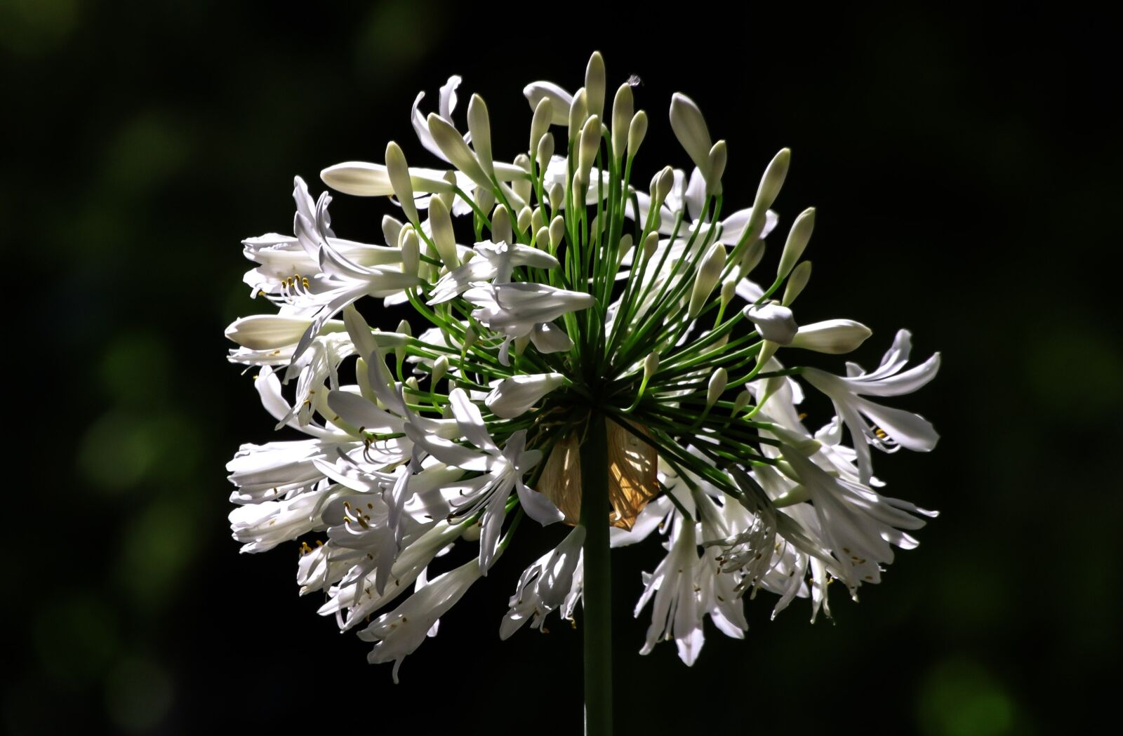 Canon EOS 7D Mark II sample photo. Flower, macro, nature photography