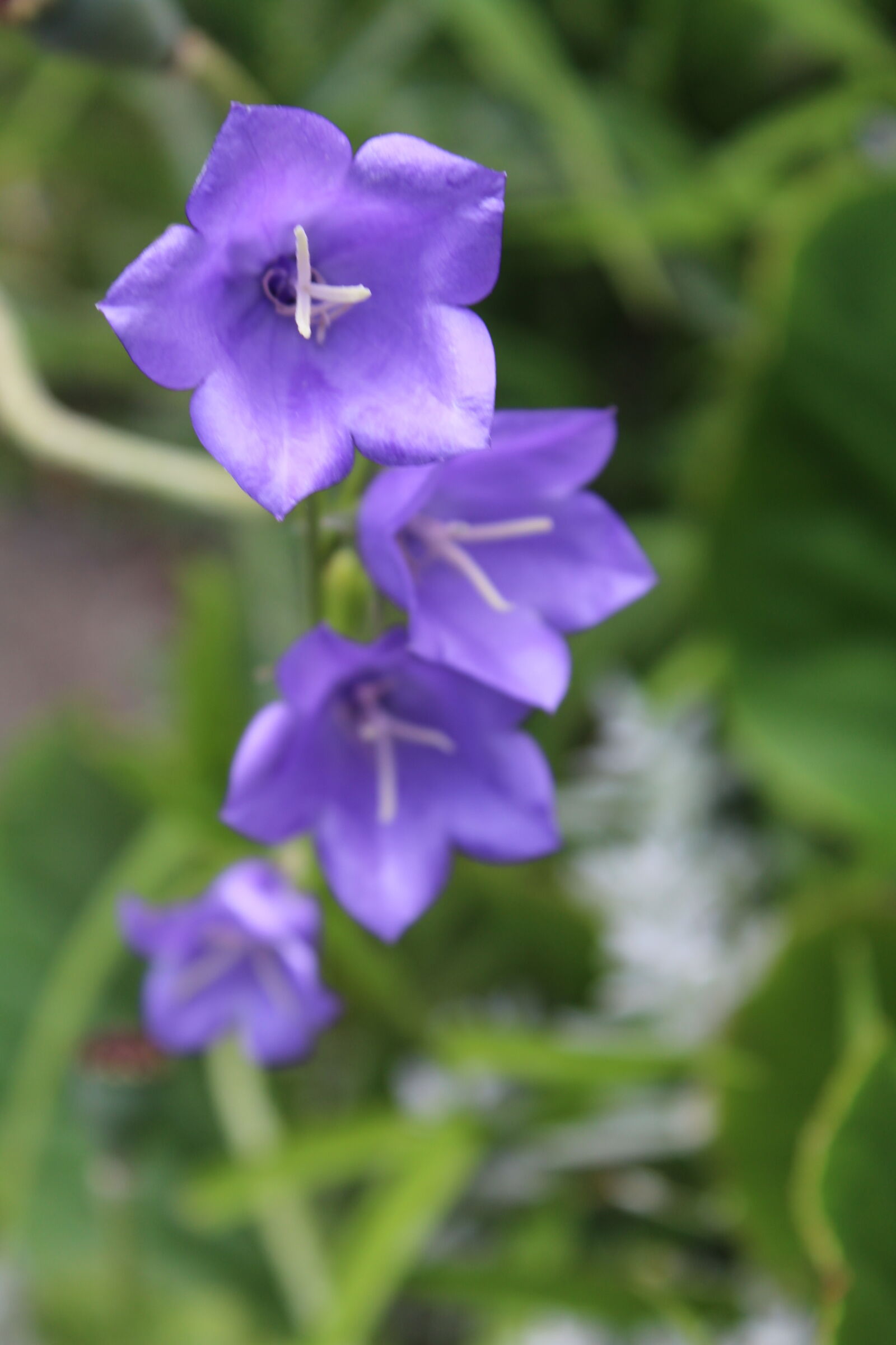 Canon EOS 1200D (EOS Rebel T5 / EOS Kiss X70 / EOS Hi) sample photo. Flower, nature photography