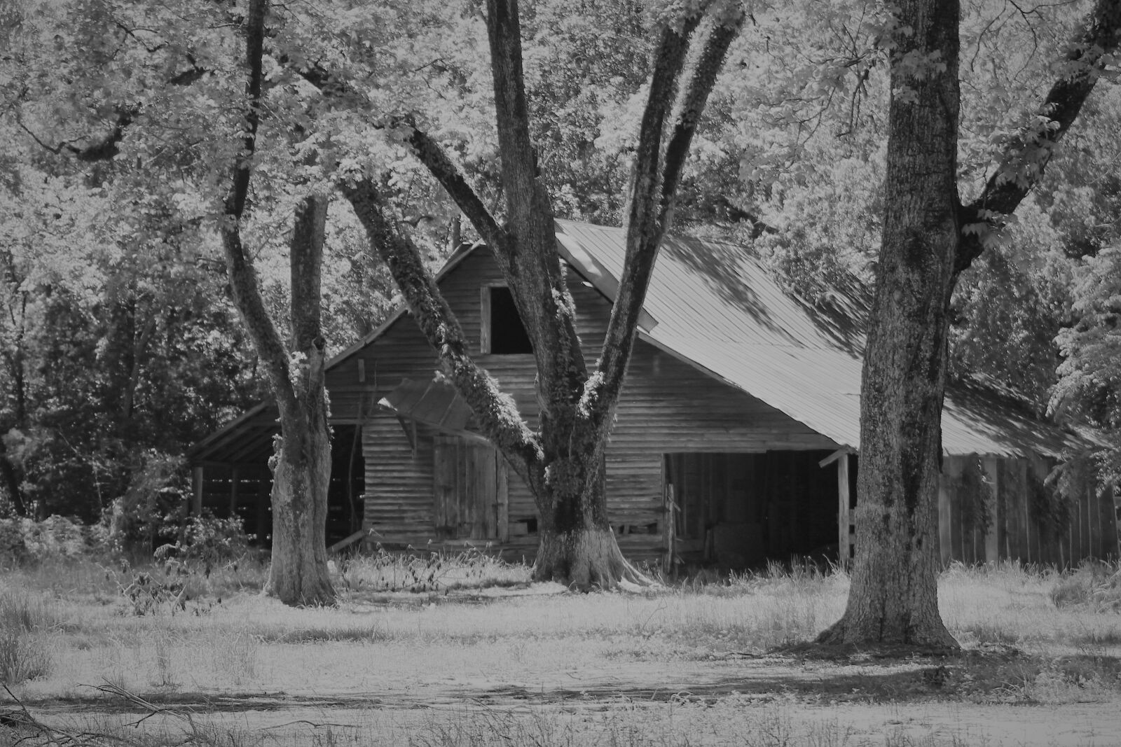 Canon EOS 1300D (EOS Rebel T6 / EOS Kiss X80) sample photo. Barn, farm, black white photography