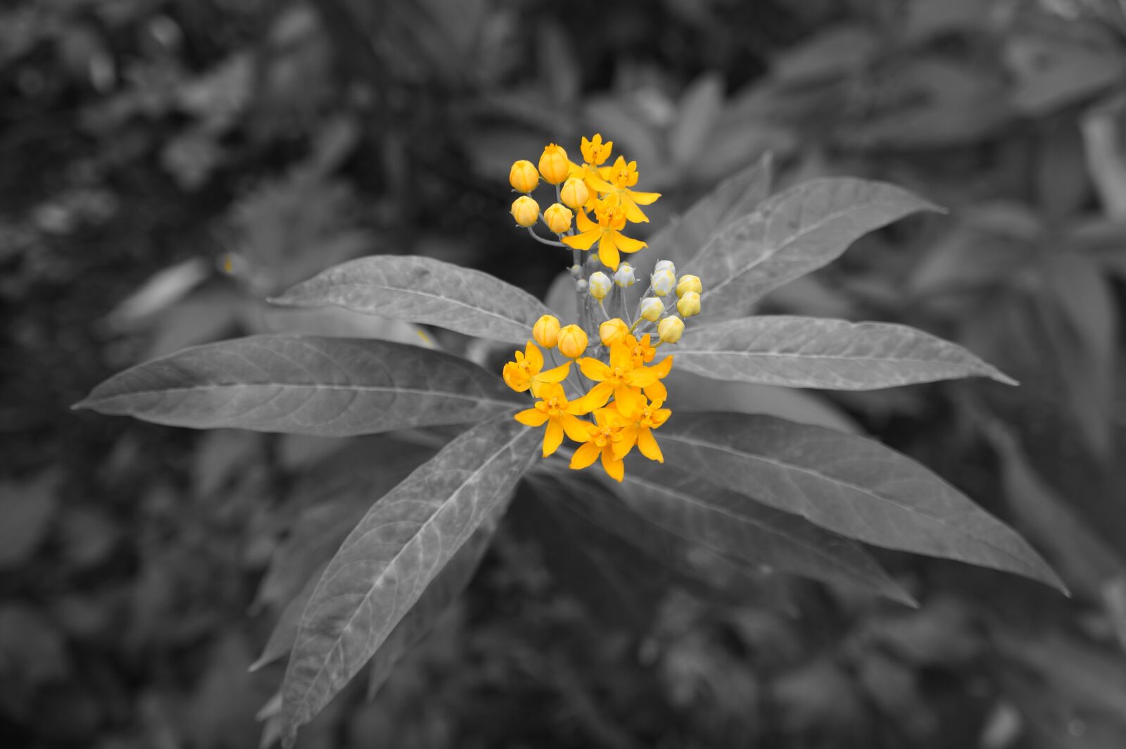 Sony Alpha a3000 sample photo. Blossom, bloom, yellow photography