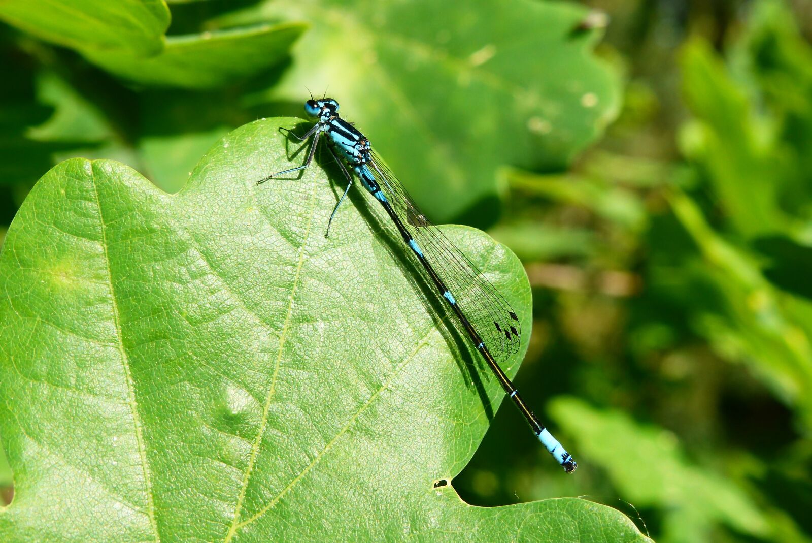 Panasonic Lumix DMC-FZ200 sample photo. Animals, invertebrates, insect photography