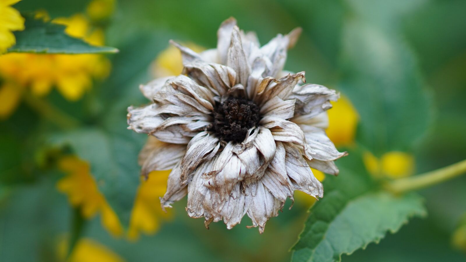 Sony a6400 + E 50mm F1.8 OSS sample photo. Coneflower, faded, withered photography