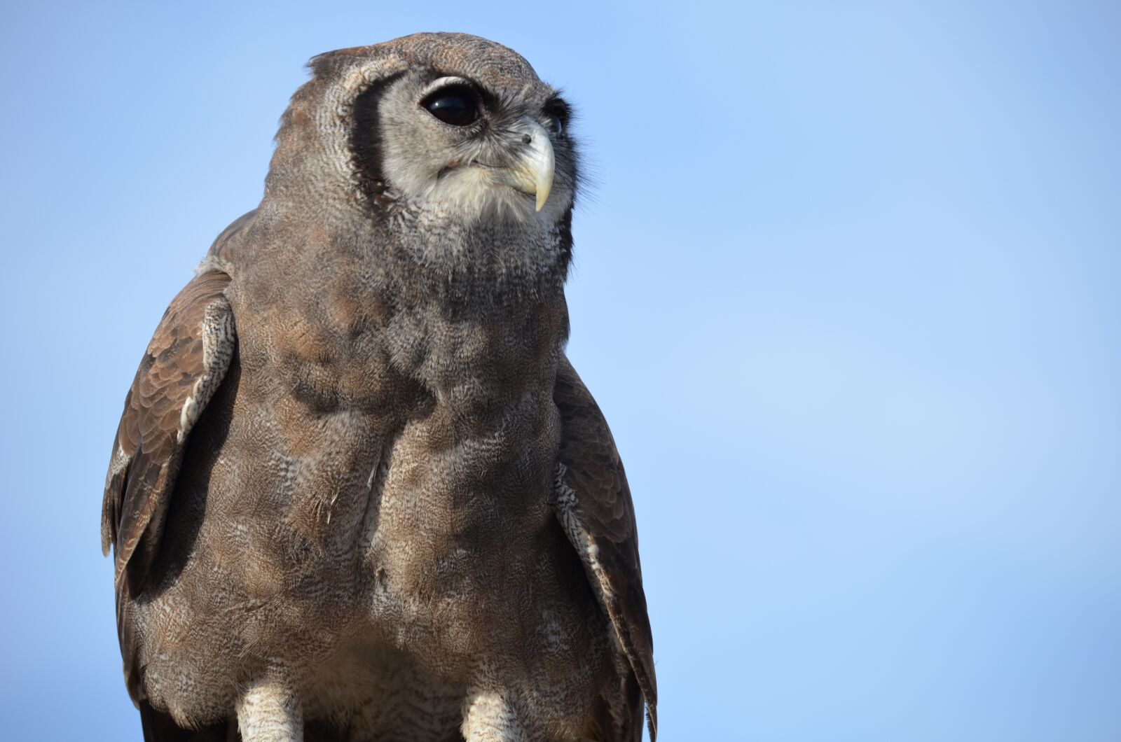Nikon D5100 sample photo. Owl, bird, raptor photography