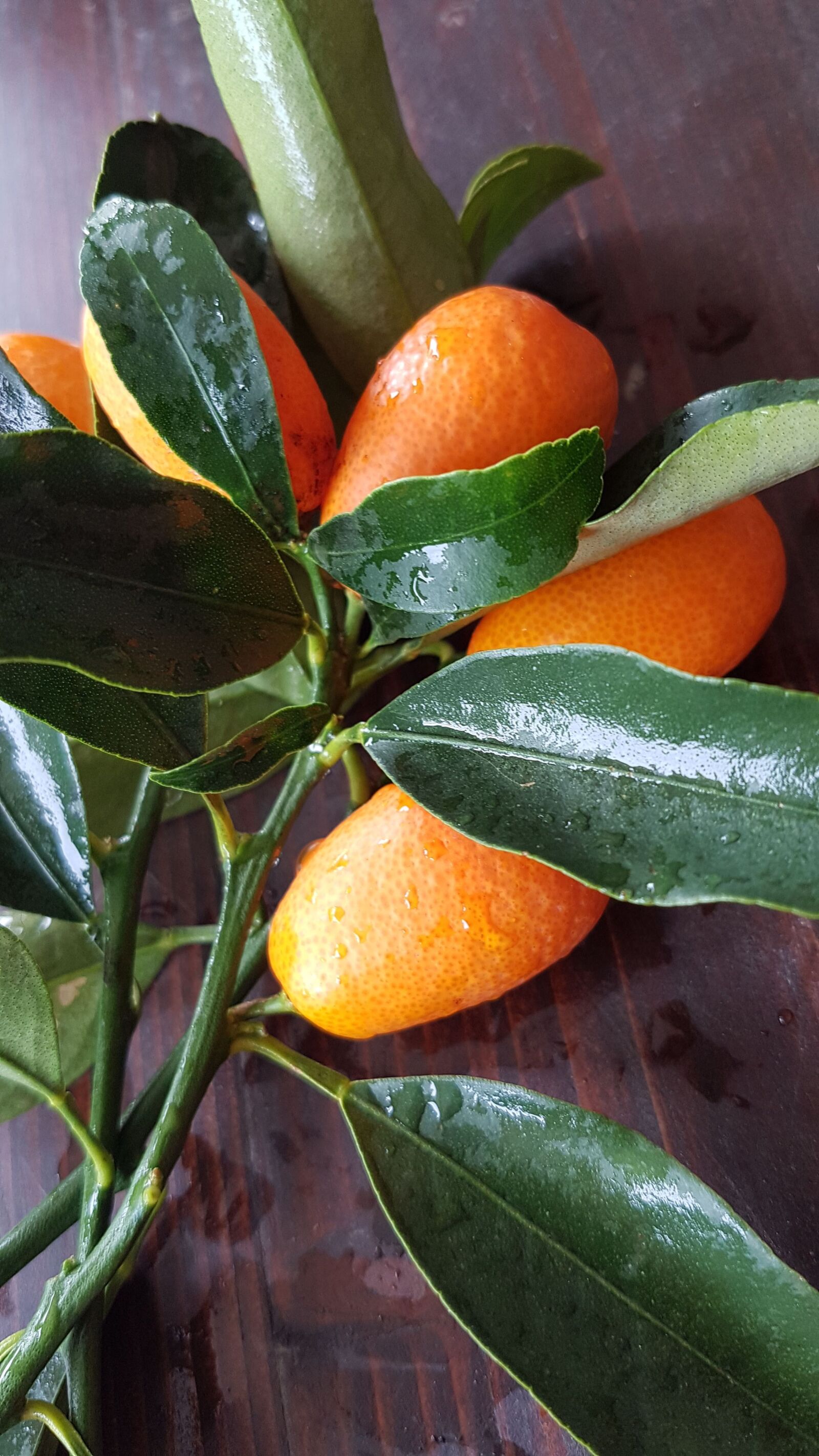 Samsung Galaxy S7 Edge sample photo. Tangerine, chinese, orange photography