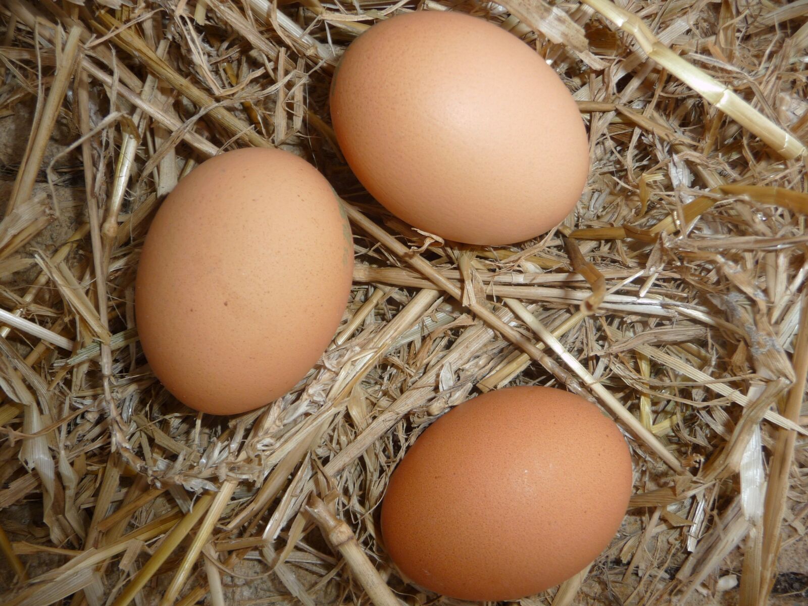 Panasonic Lumix DMC-TZ5 sample photo. Eggs, chicken coop, straw photography