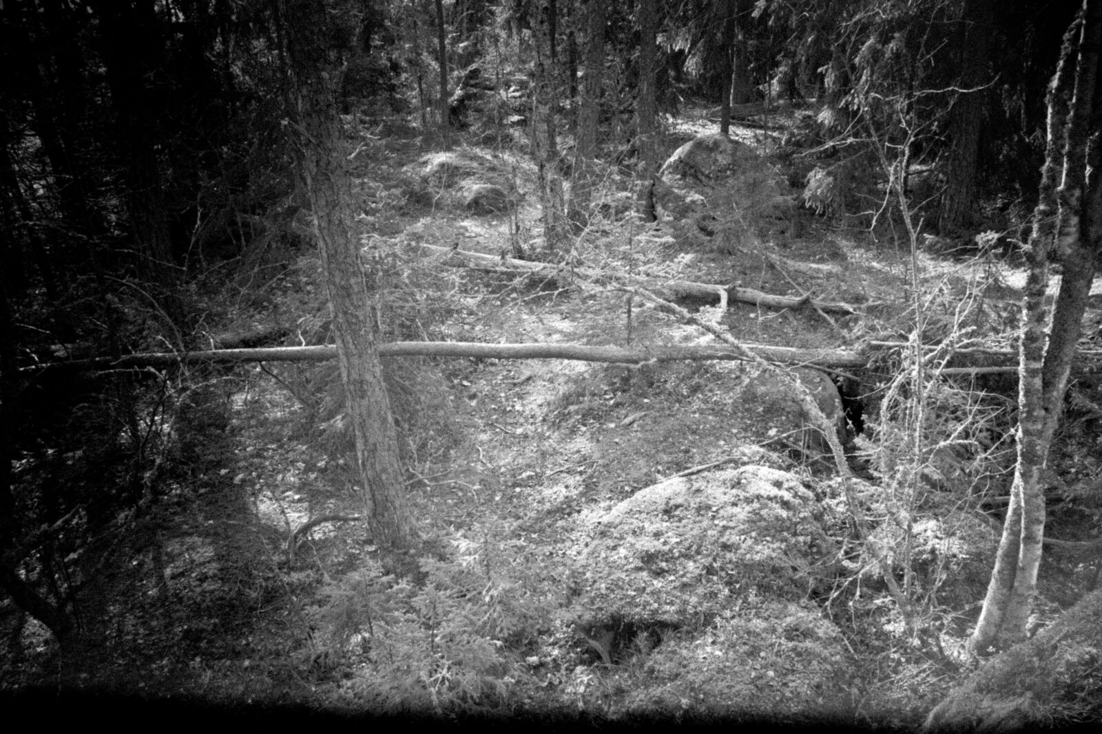 Canon PowerShot G7 X Mark II sample photo. Forest, holga, black and photography