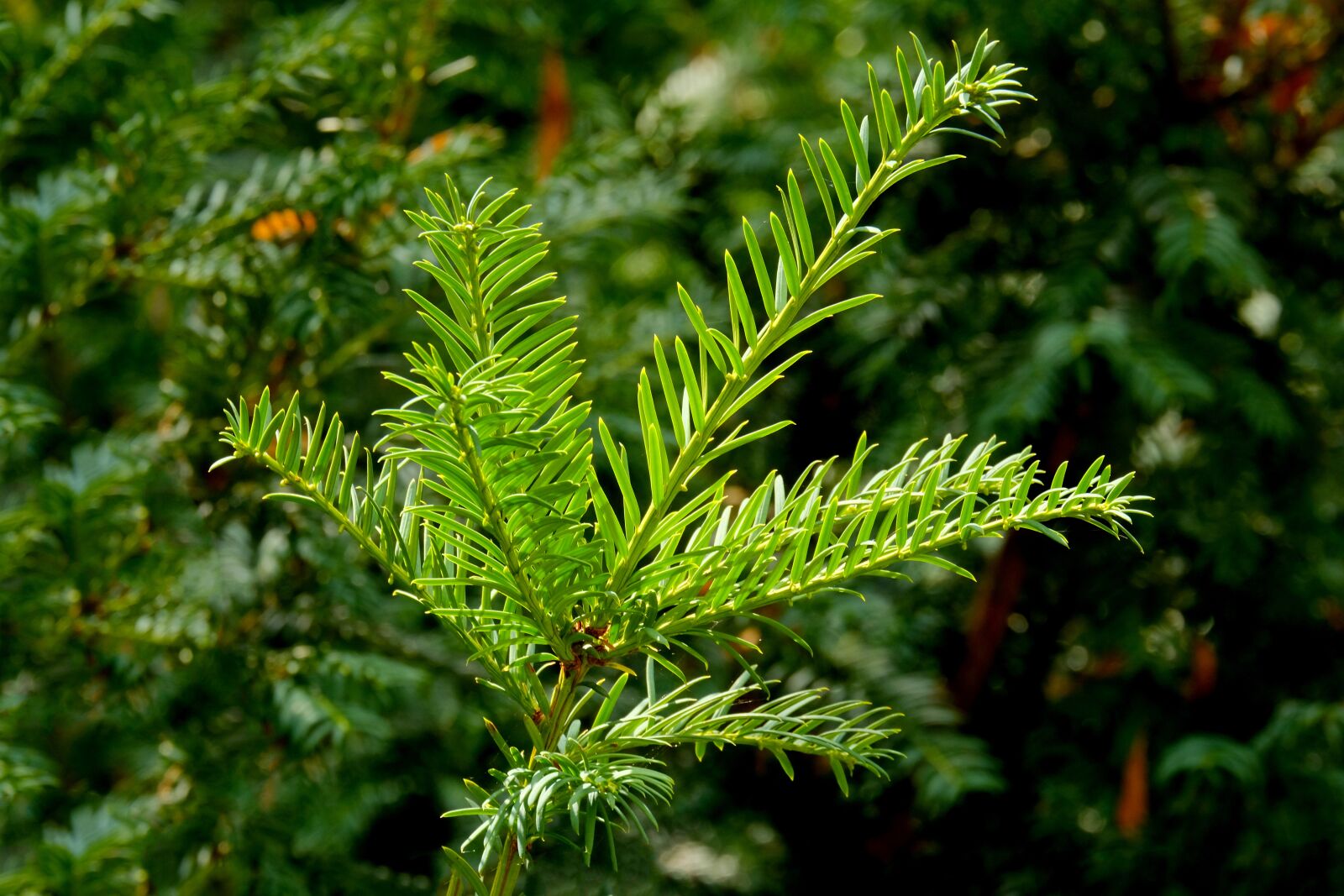 Fujifilm X-T20 sample photo. Needle branch, spruce, conifer photography
