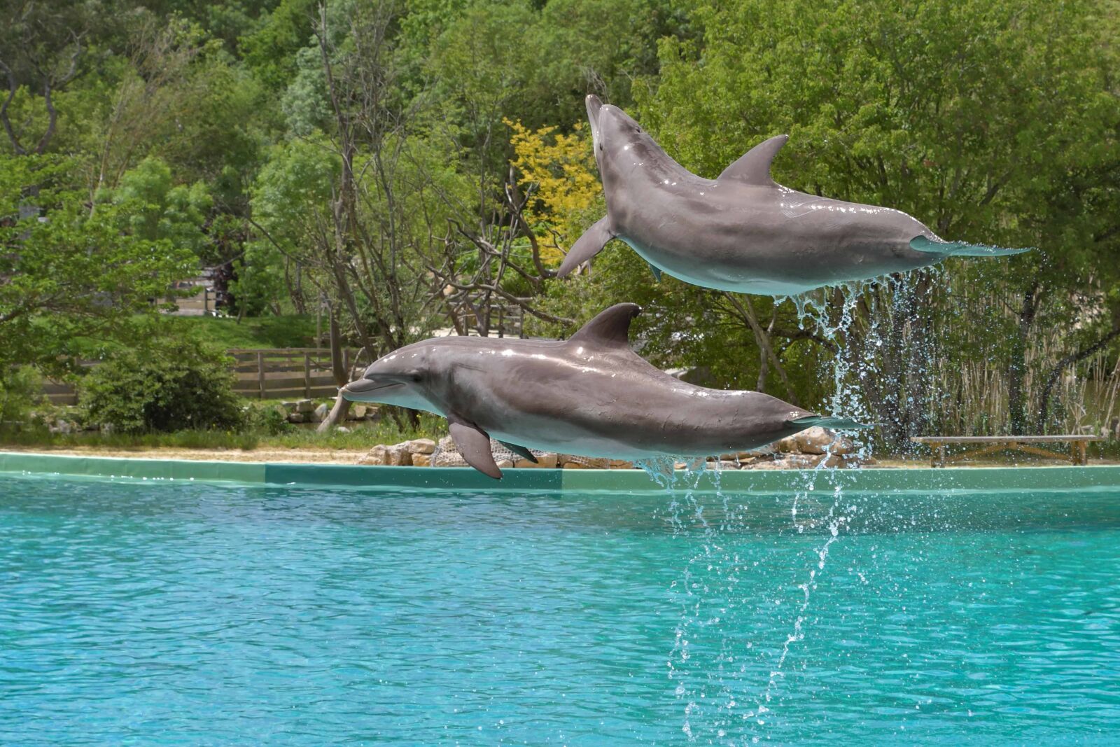 Nikon D500 sample photo. Dolphin, jump, water, nature photography