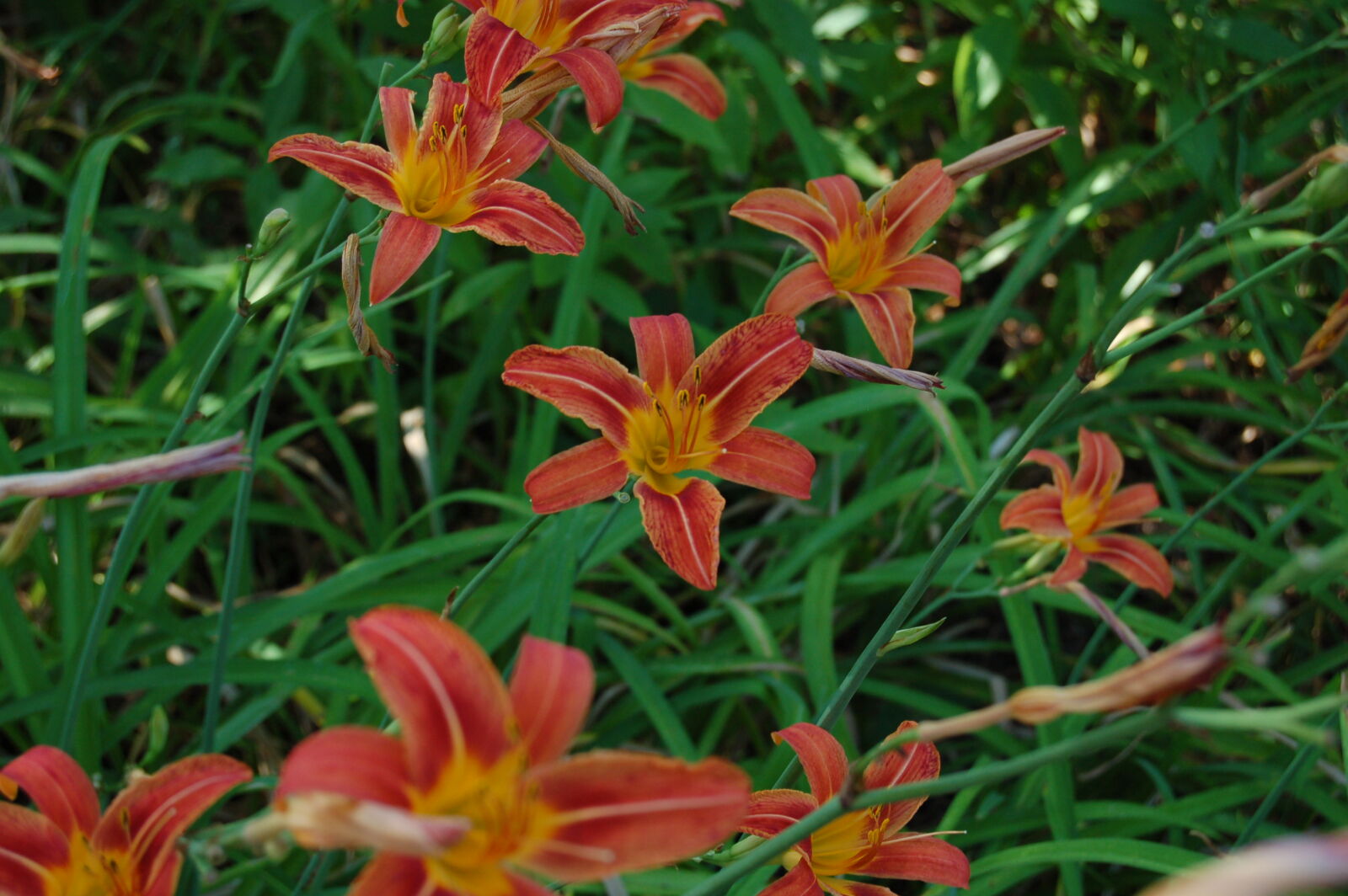 AF-S DX Zoom-Nikkor 18-55mm f/3.5-5.6G ED sample photo. Flower, flowers, garden, orange photography