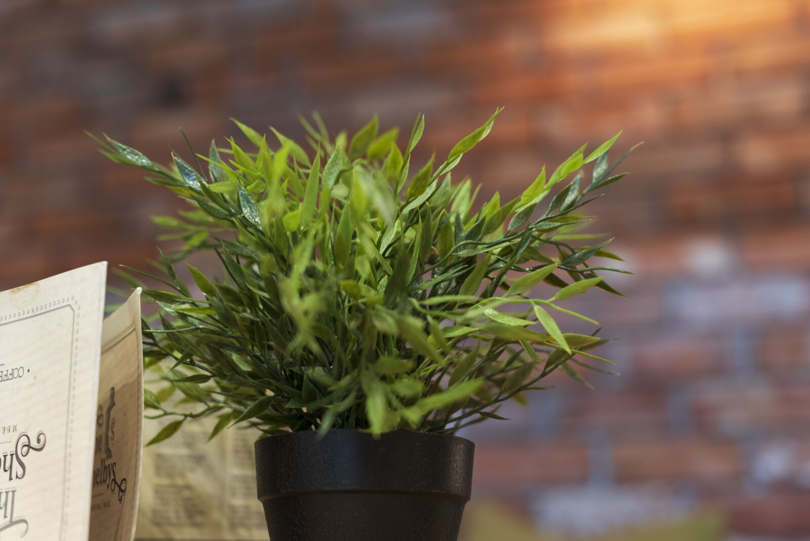 Nikon D750 sample photo. Flower pot, light, plant photography