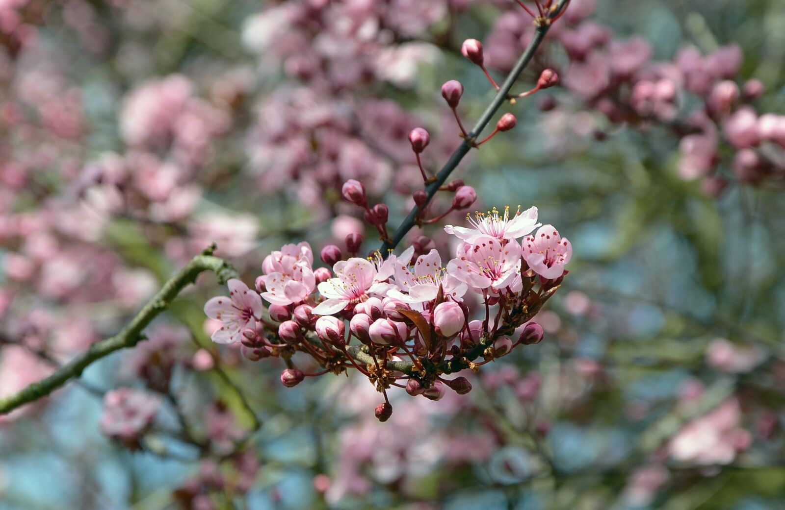 Nikon D5100 sample photo. Flowers, tree blossoms, spring photography