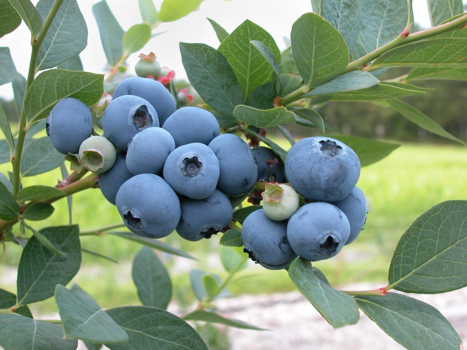 Nikon E5000 sample photo. Blueberries, fruit, fresh photography