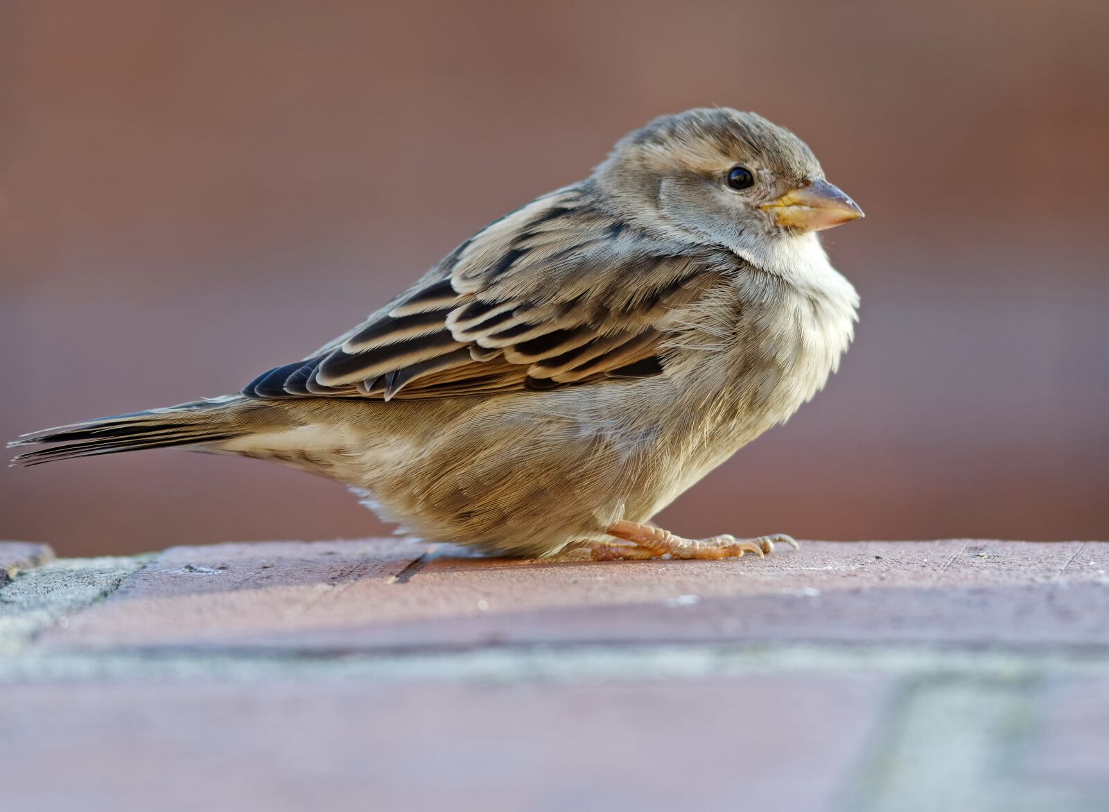 Nikon D5100 sample photo. Sparrow, bird, small photography