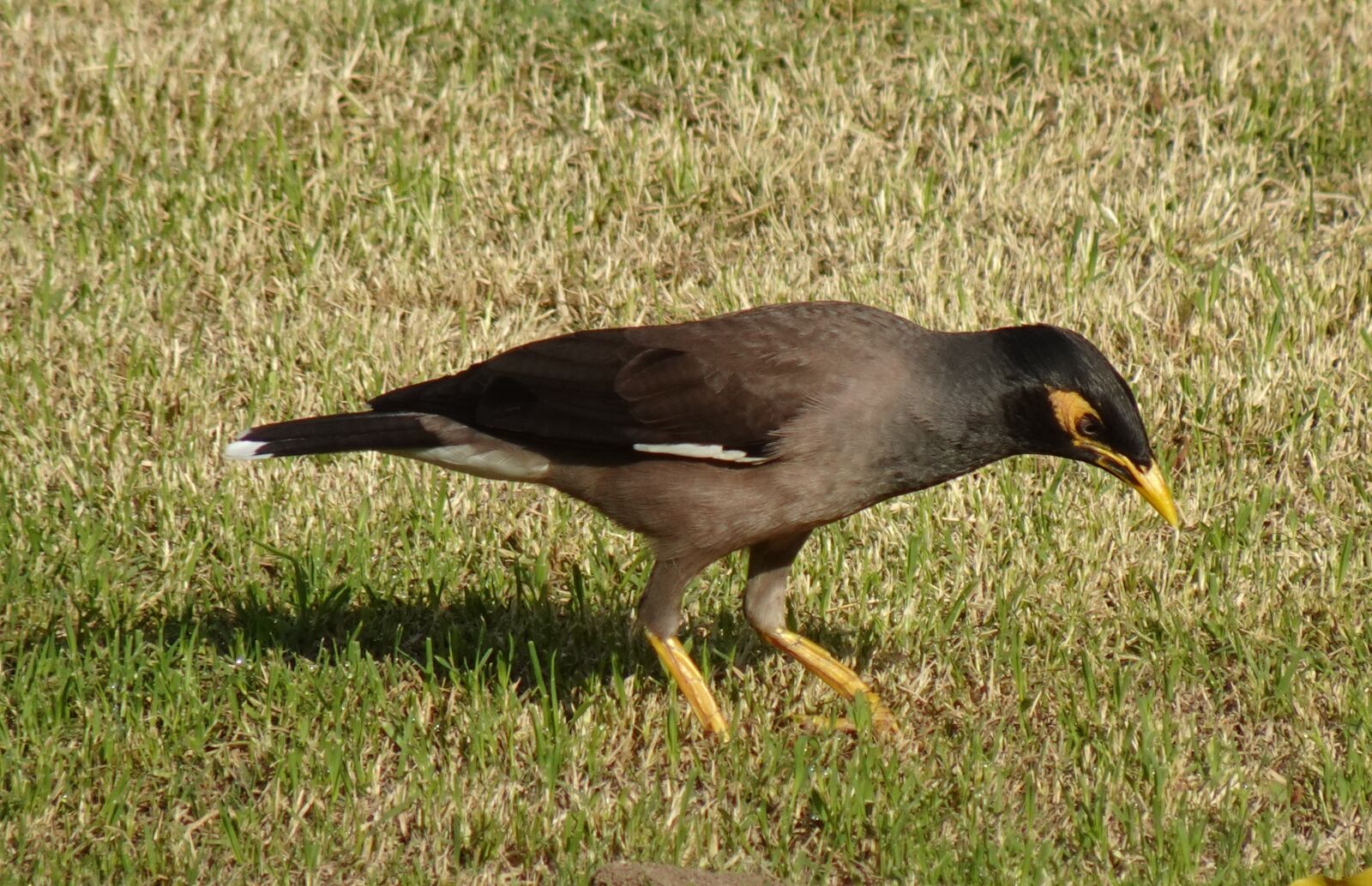 Sony DSC-WX800 sample photo. Bird, common myna, indian photography
