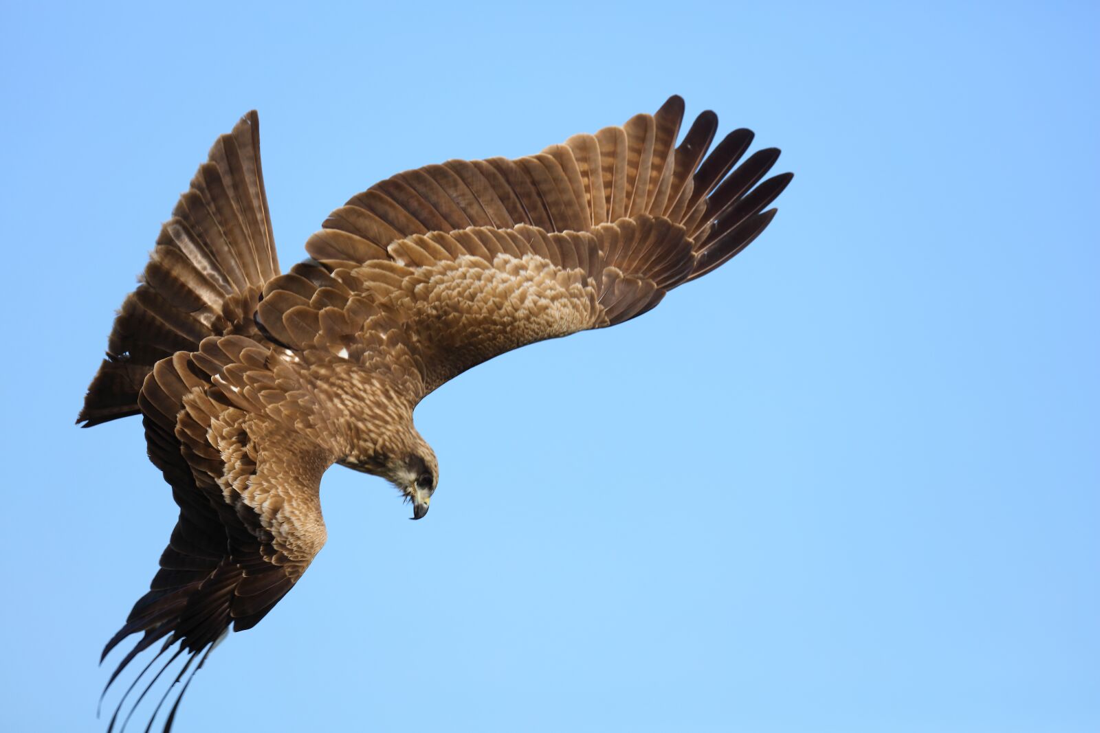 Canon EOS 5DS R sample photo. Eagle, nature, owl photography