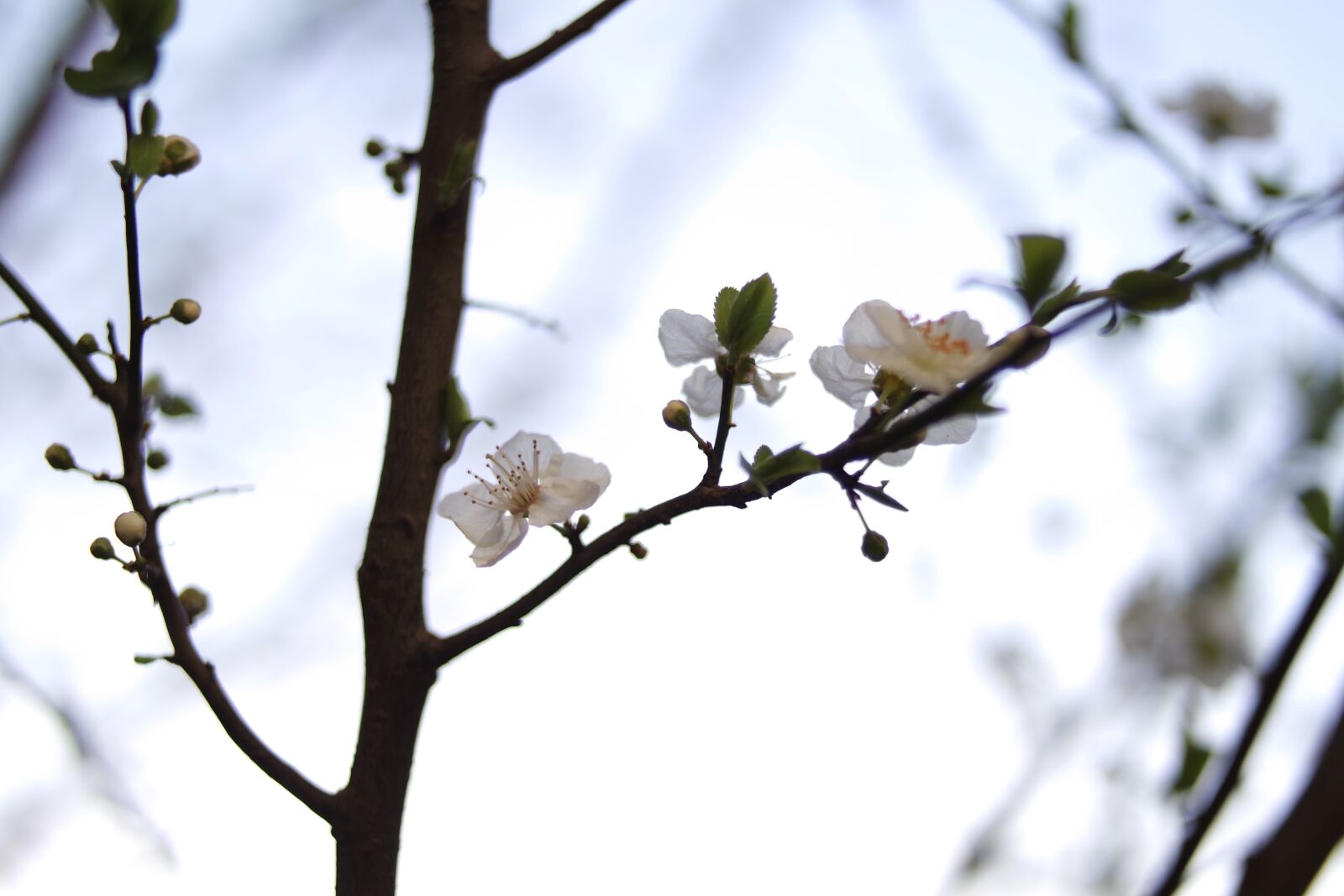 Samsung NX 45mm F1.8 sample photo. Nature, flowers, spring, cherry photography