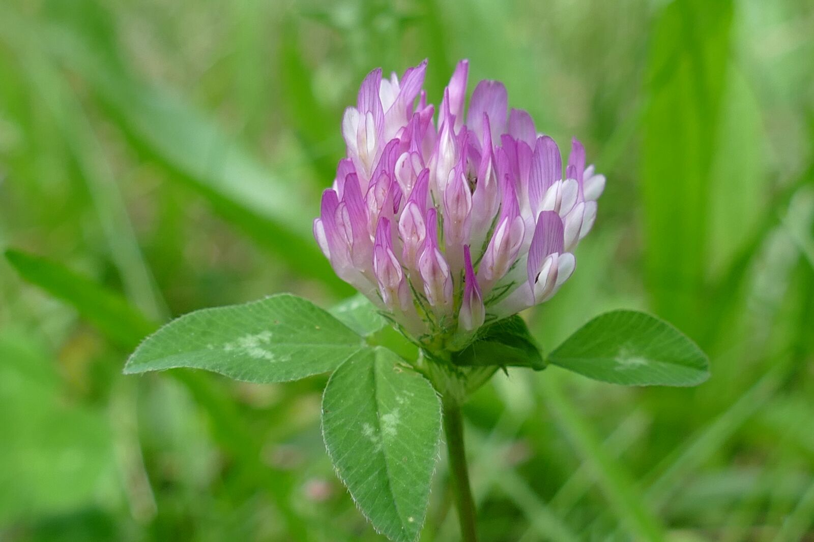 Panasonic Lumix DMC-FZ1000 sample photo. Clover, trifolium, flower photography