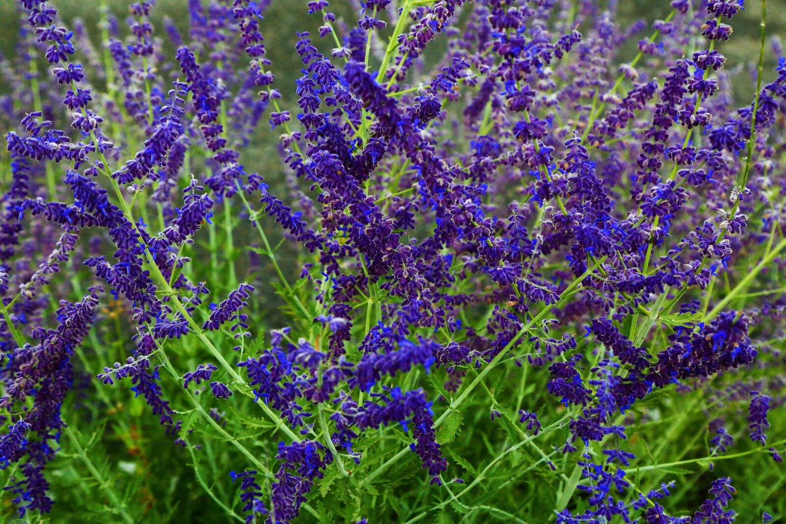 Canon EF 24-105mm F4L IS USM sample photo. Flowers, plant, nature photography